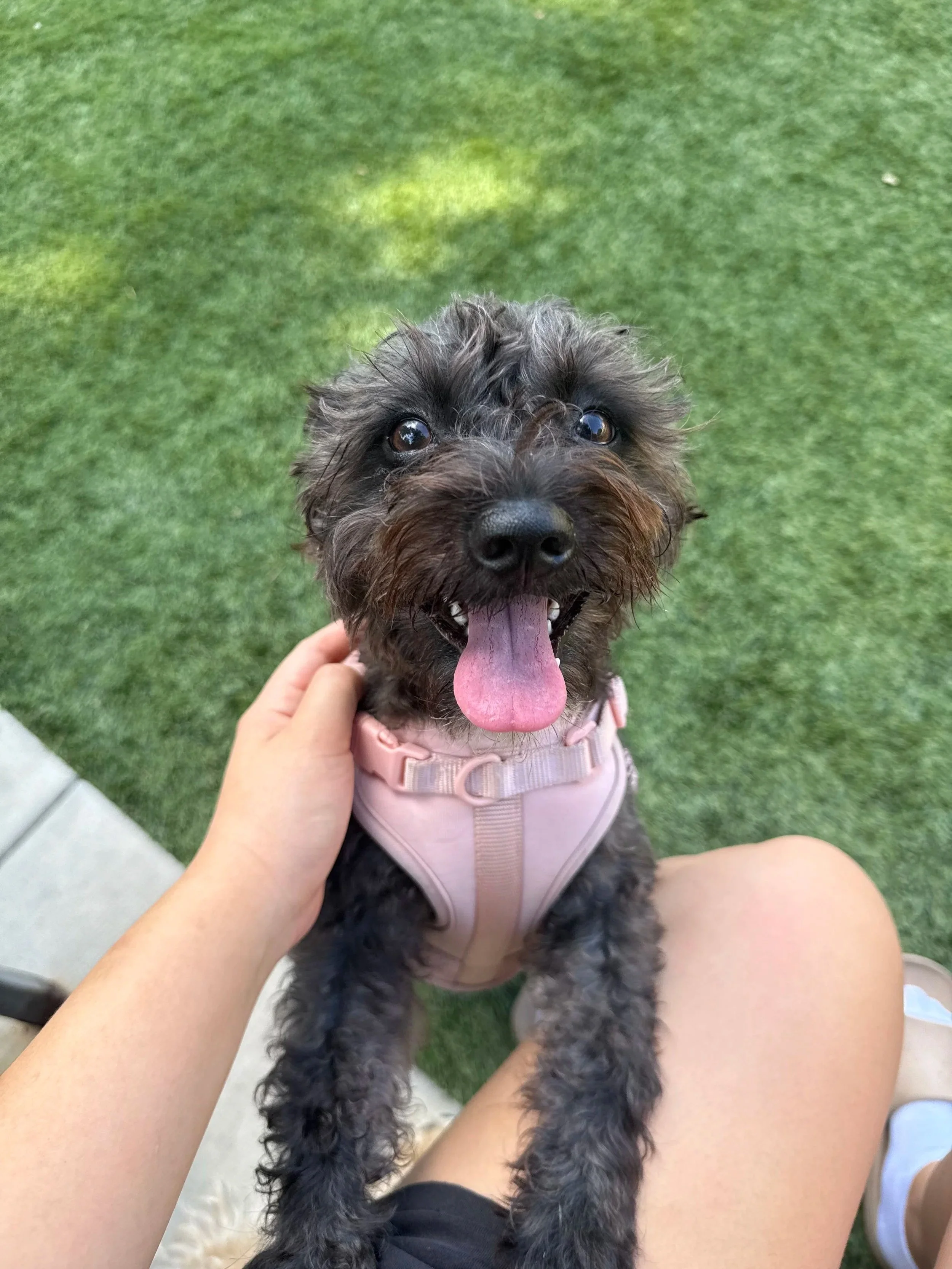 A small black and gray dog with curly fur, wearing a pink harness, sitting on a person's lap with a grassy background. The dog has its tongue out and appears happy.