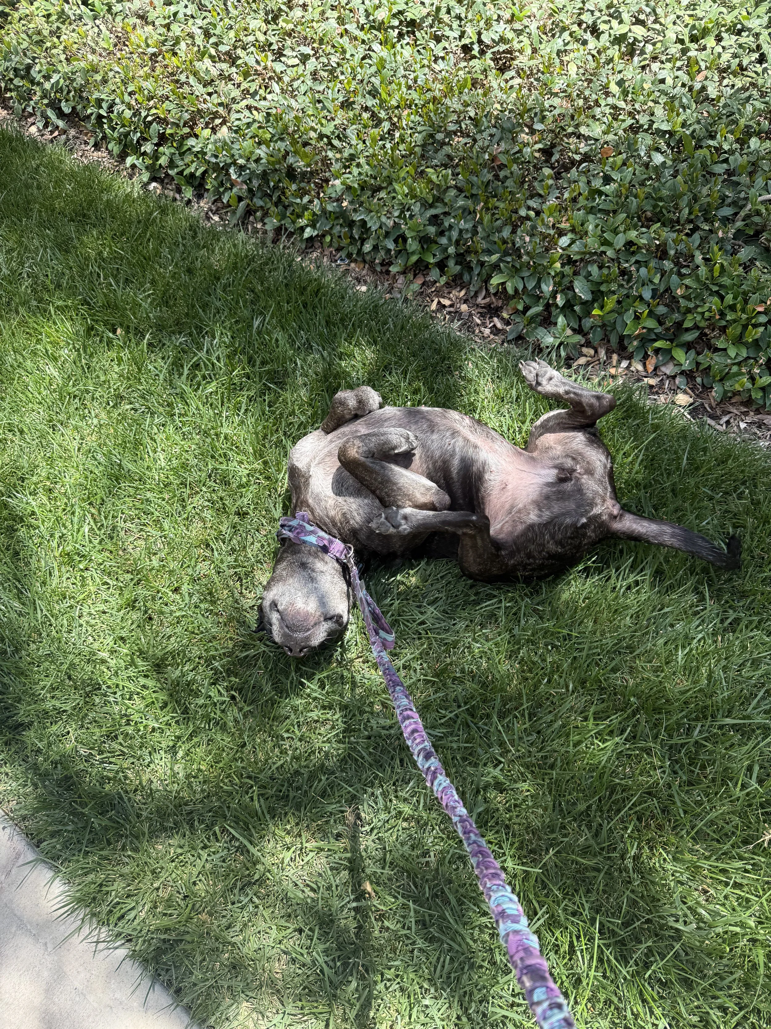 Dog lying on green grass with a purple leash, next to a hedge of green bushes.
