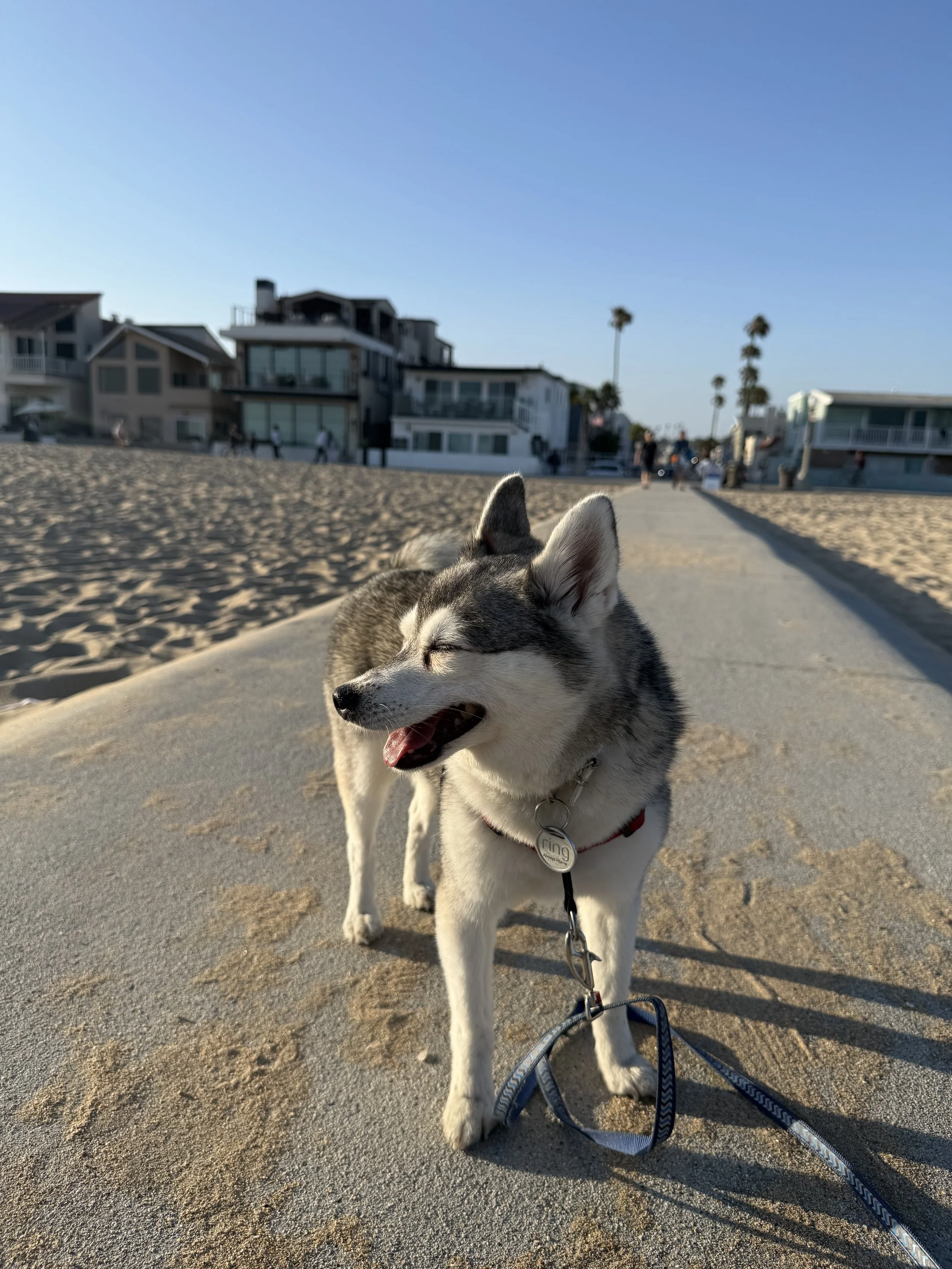 A happy Alaskan Klee Kai dog standing on a sandy path at the beach with buildings and palm trees in the background during sunset.