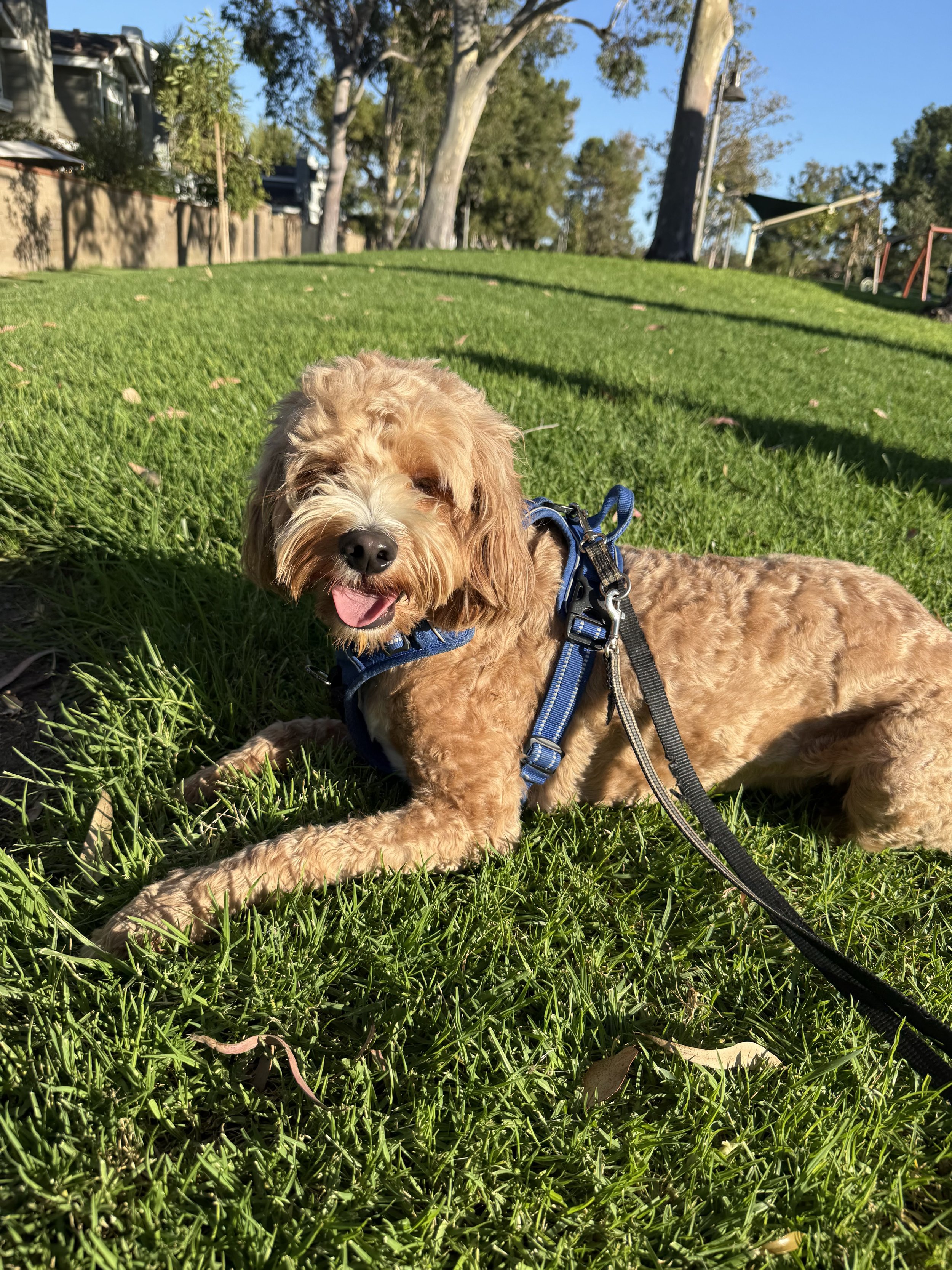 A small, curly-haired poodle wearing a blue harness lying on green grass in a park with trees, a wooden fence, and playground equipment in the background on a sunny day.