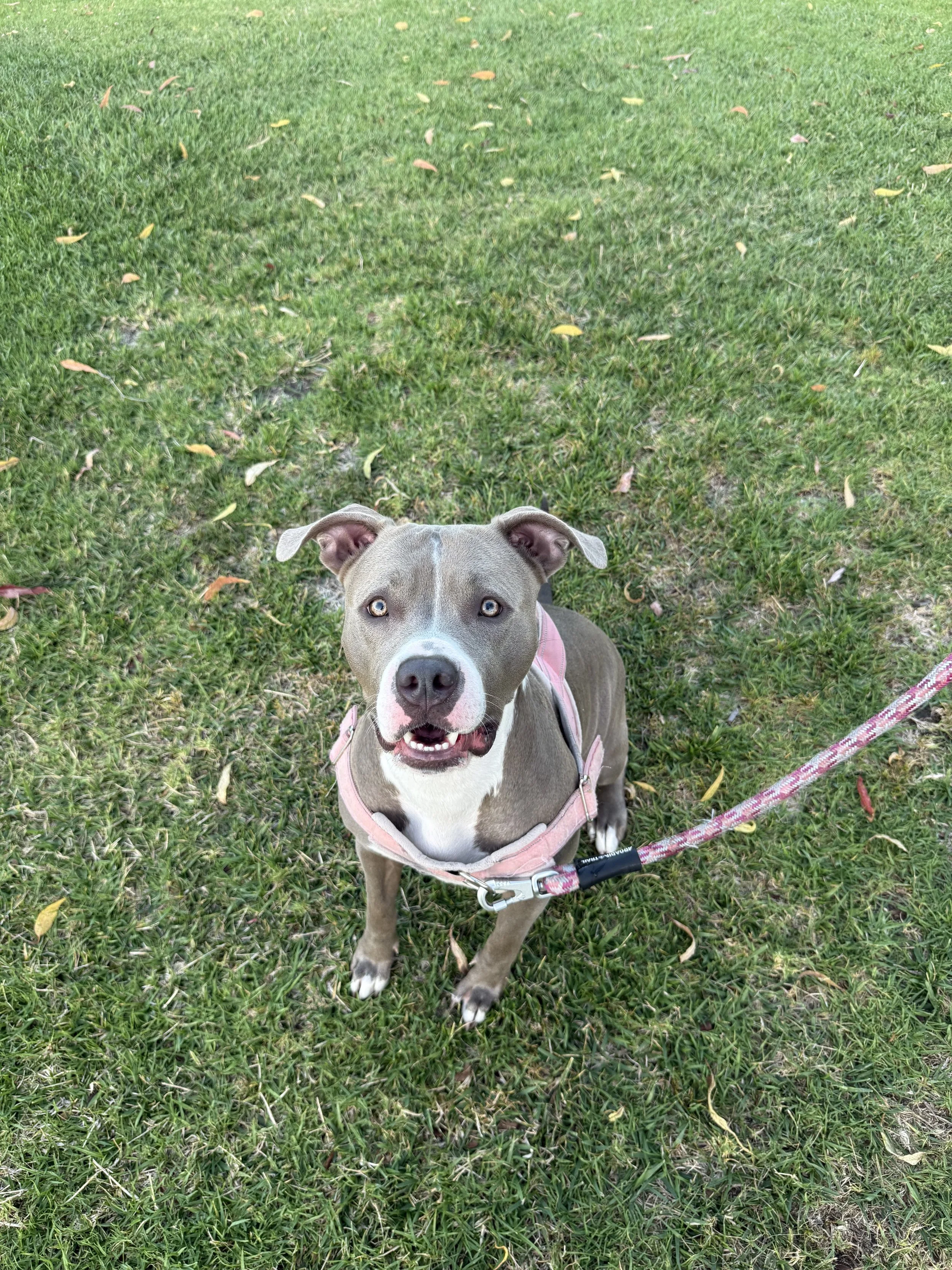 A pitbull with gray and white fur, wearing a pink harness, looking up at the camera on a grassy field with scattered fallen leaves.