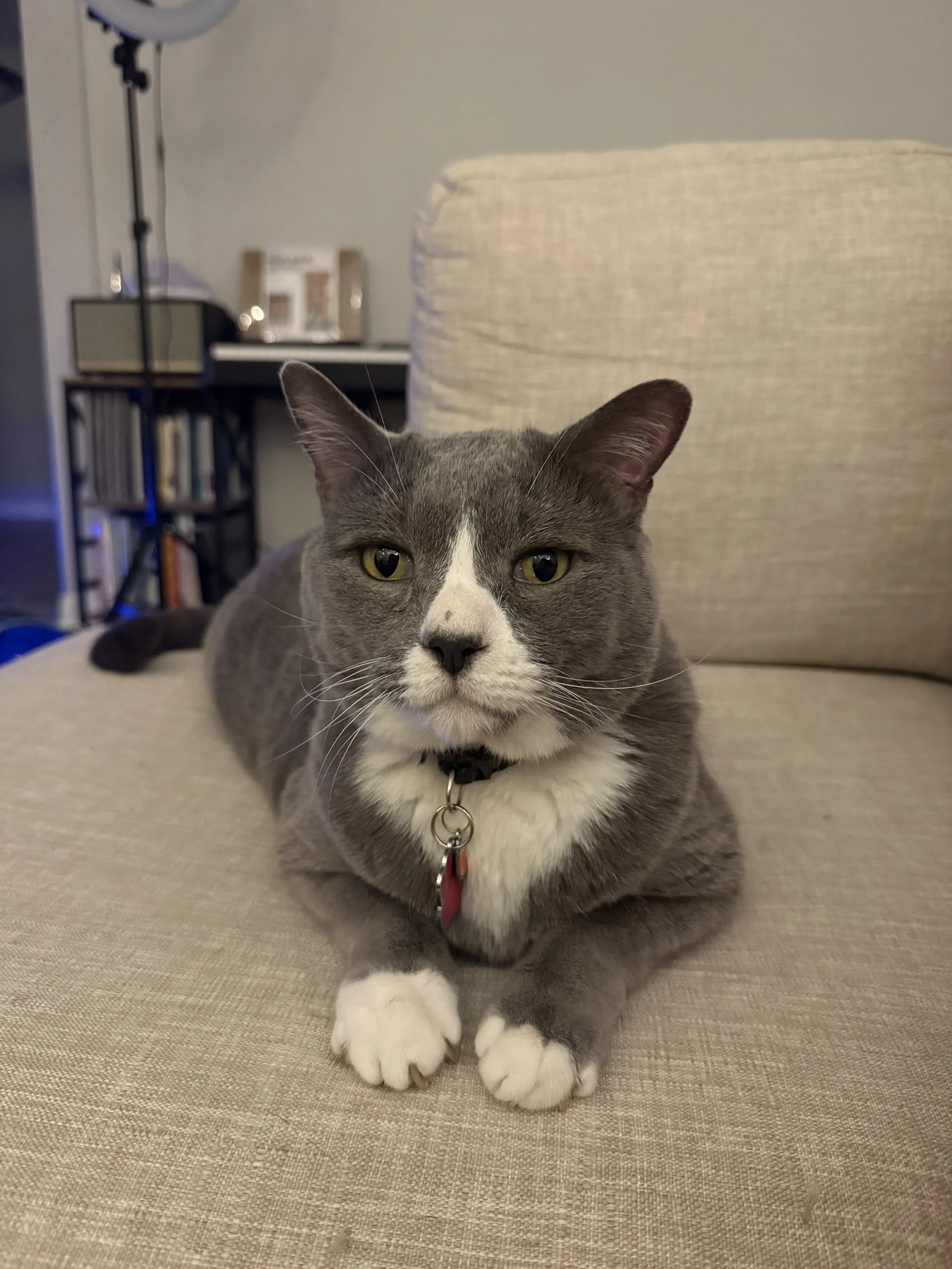 A gray and white cat lying on a beige couch with a serious expression, front paws crossed, in a cozy living room.