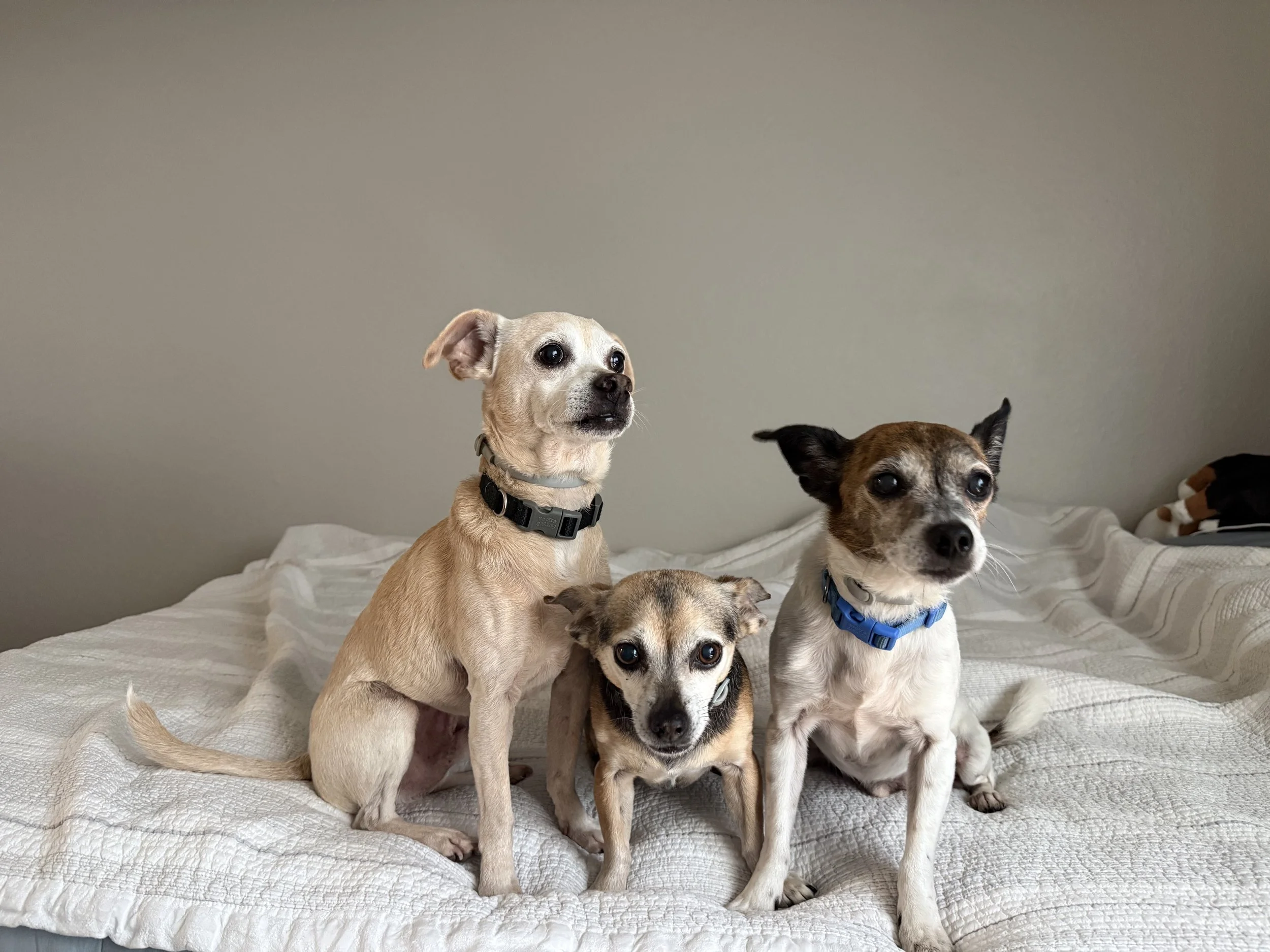 Three small chihuahuas with short fur, sitting on a bed with a white textured blanket.