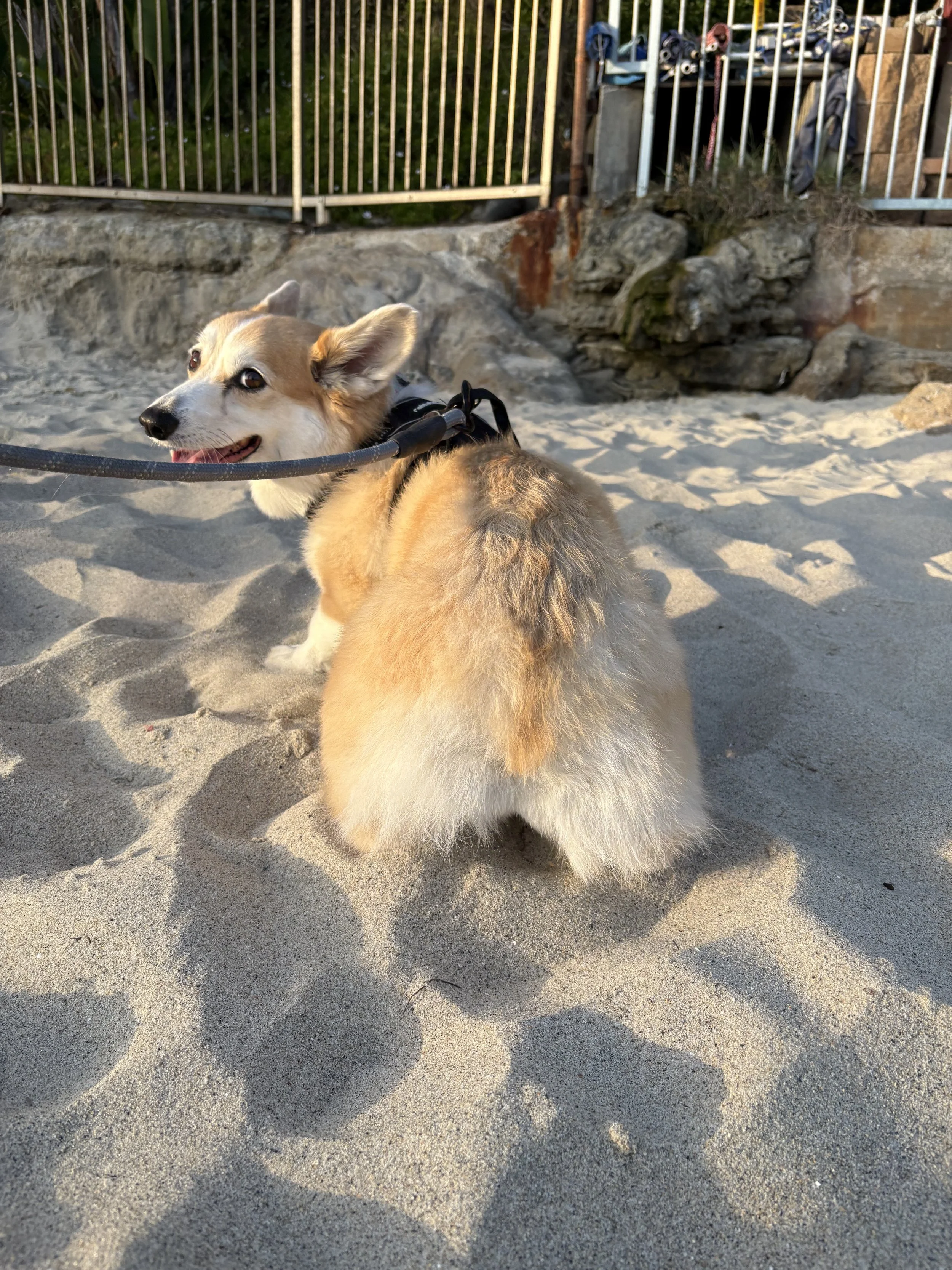 A happy corgi, sitting on sandy ground with a fence and rocks in the background. This is a beach in Orange County, CA.