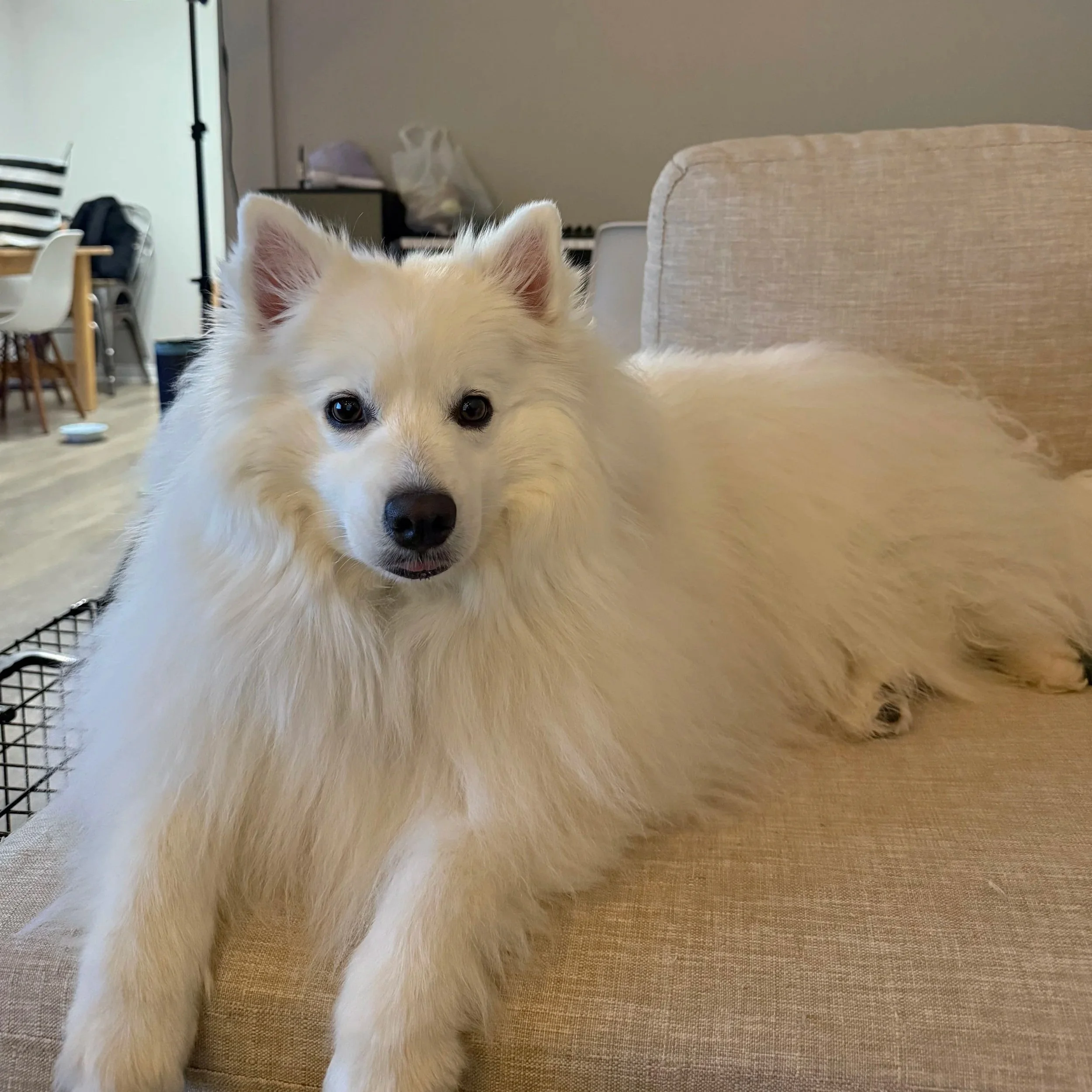 Close-up of a fluffy American Eskimo dog with blue eyes lying on a beige couch.
