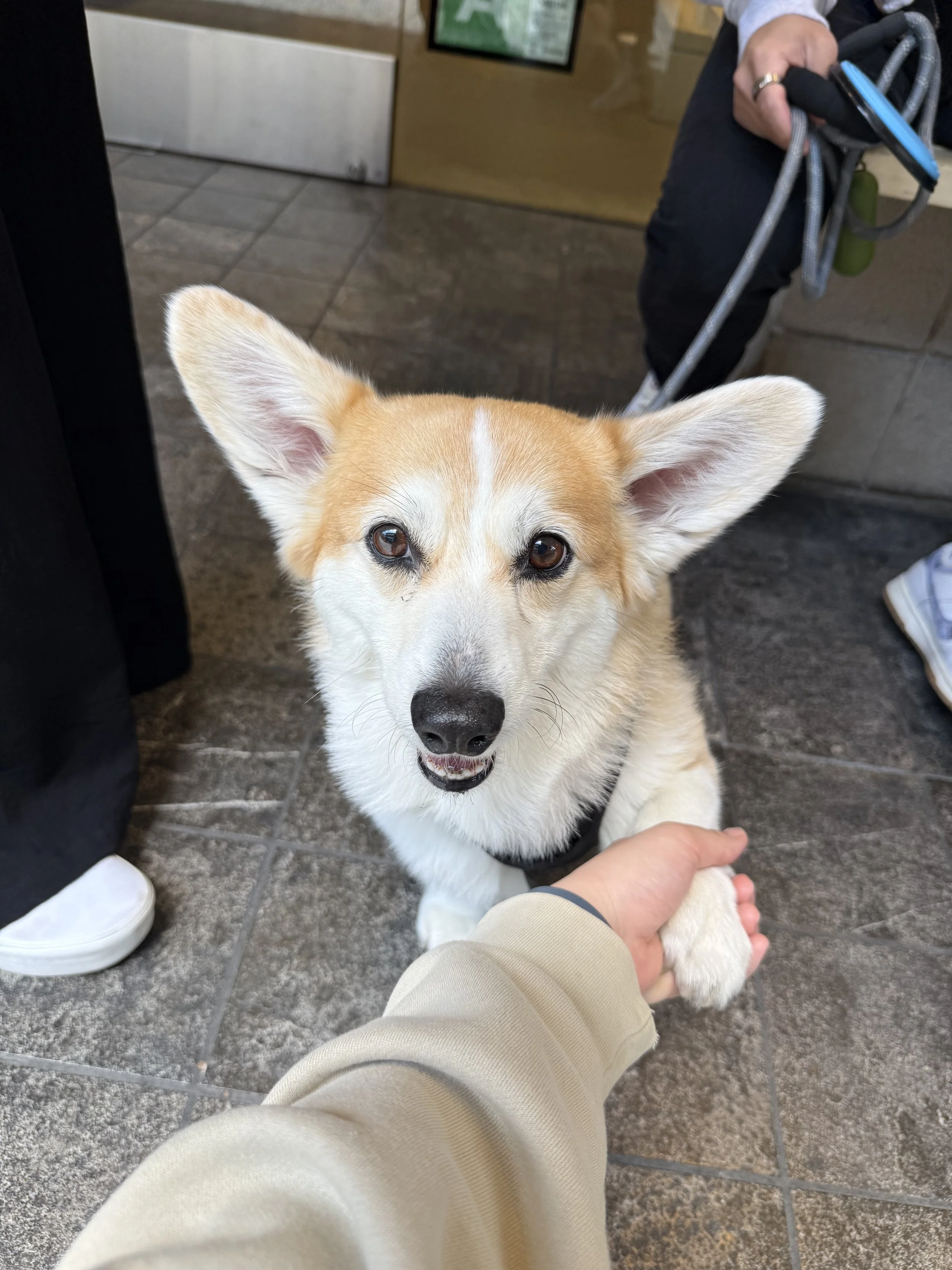 A tan and white dog, likely a corgi, looking up at the camera with ears perked, while a person in beige pants holds its paw, in an indoor setting with tiled floor and a person in the background holding a cane.