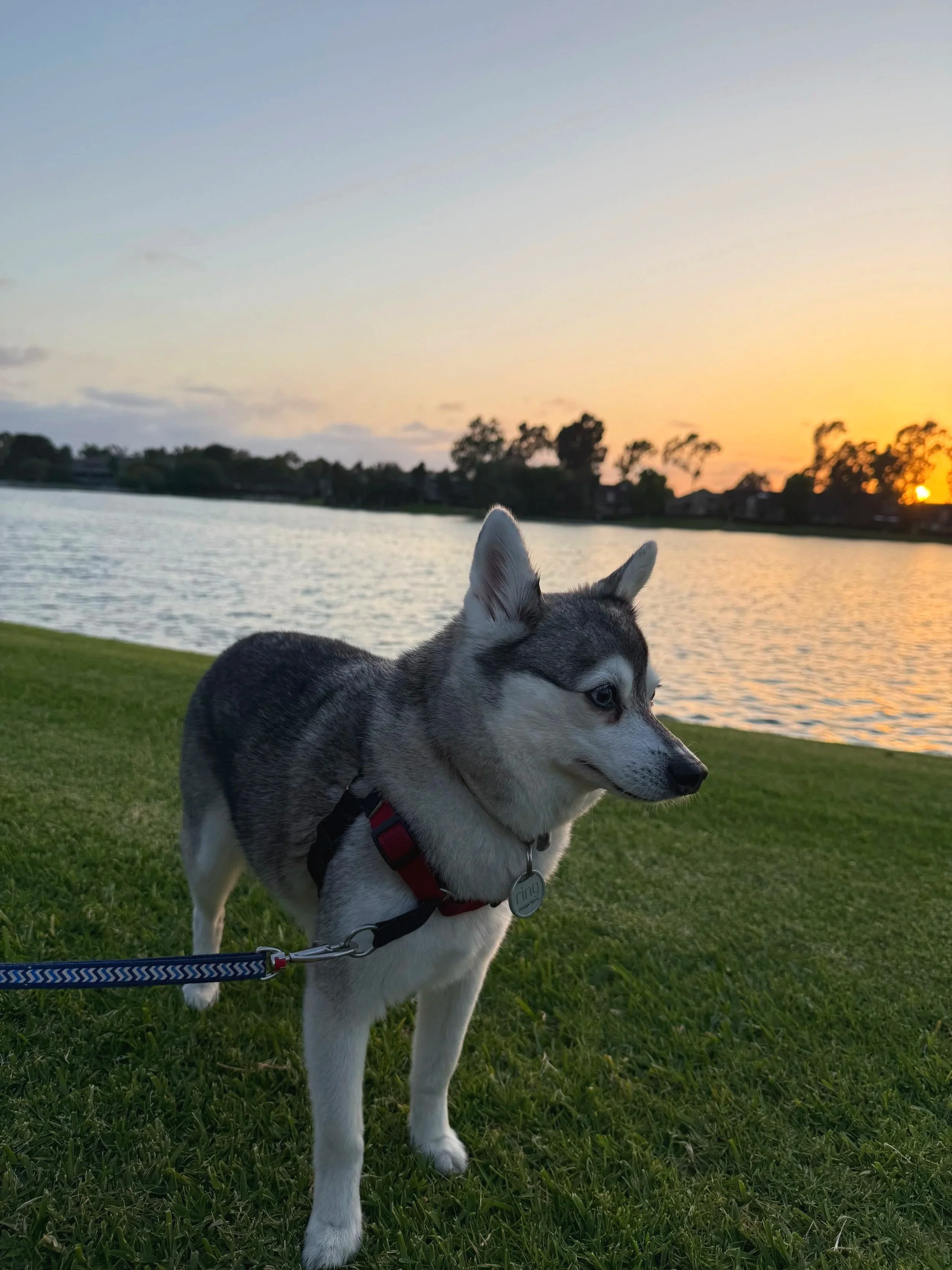 A husky dog with a red collar standing on green grass near a body of water during sunset, with trees and houses in the background.