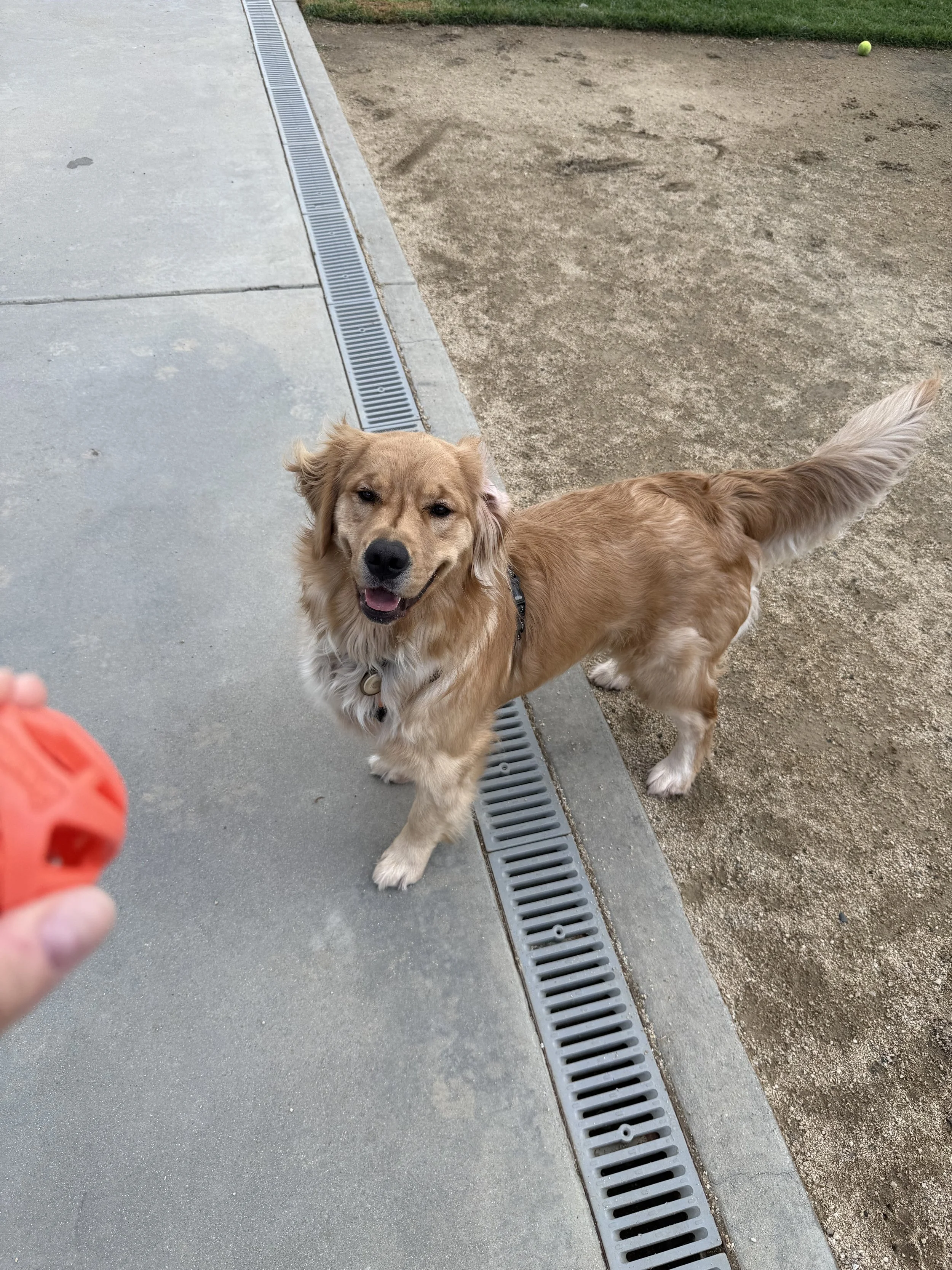 A happy golden retriever dog looking up at the camera with its tongue slightly out on a sidewalk next to a dirt playground area with a tennis ball in the background. A person in the bottom left corner is holding a red ball.