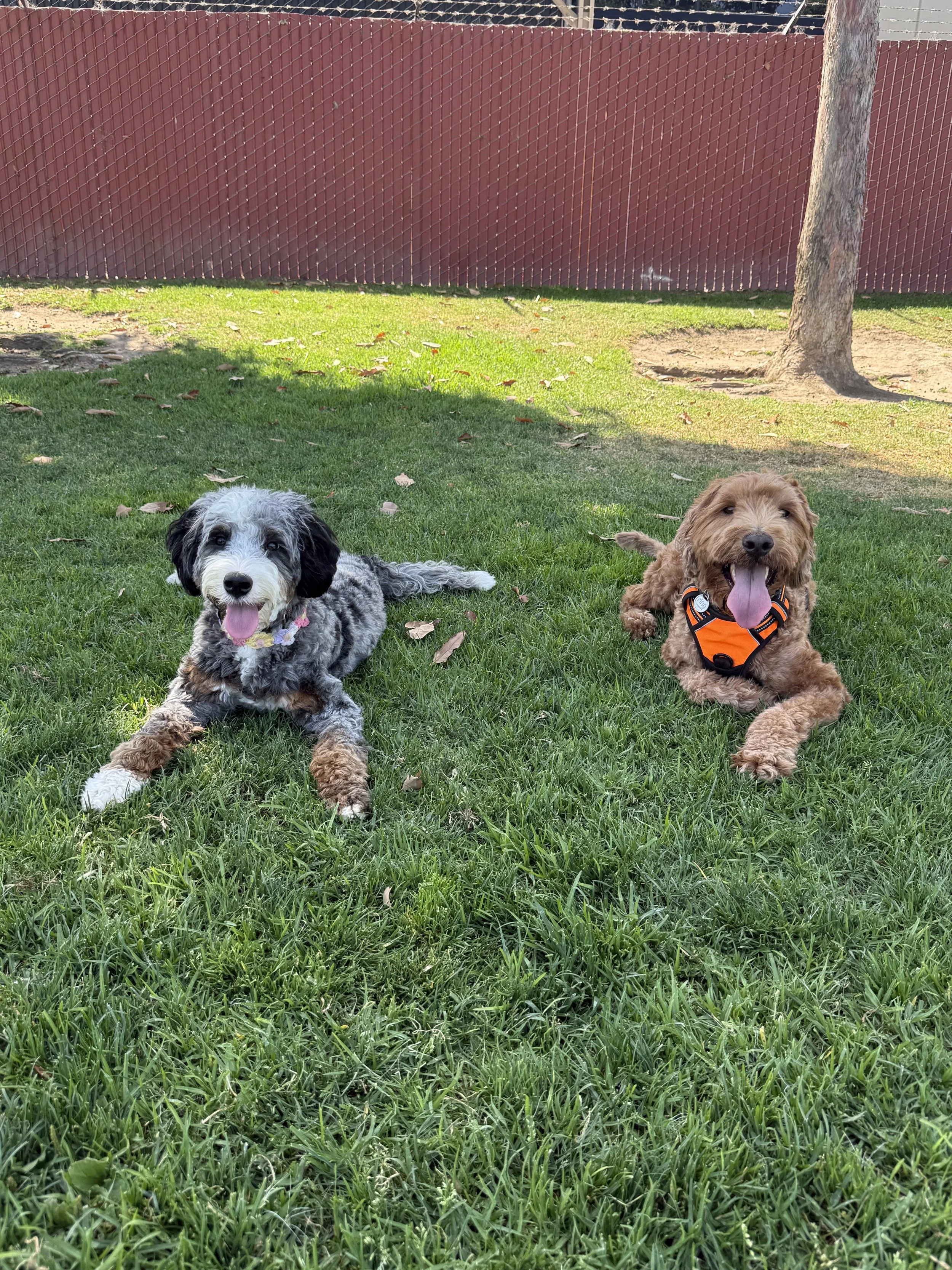 Two dogs lying on green grass in a park, with a red fence and a tree in the background. One is a bernedoodle and has a black and white coat, the other is a goldendoodle and has a brown coat.