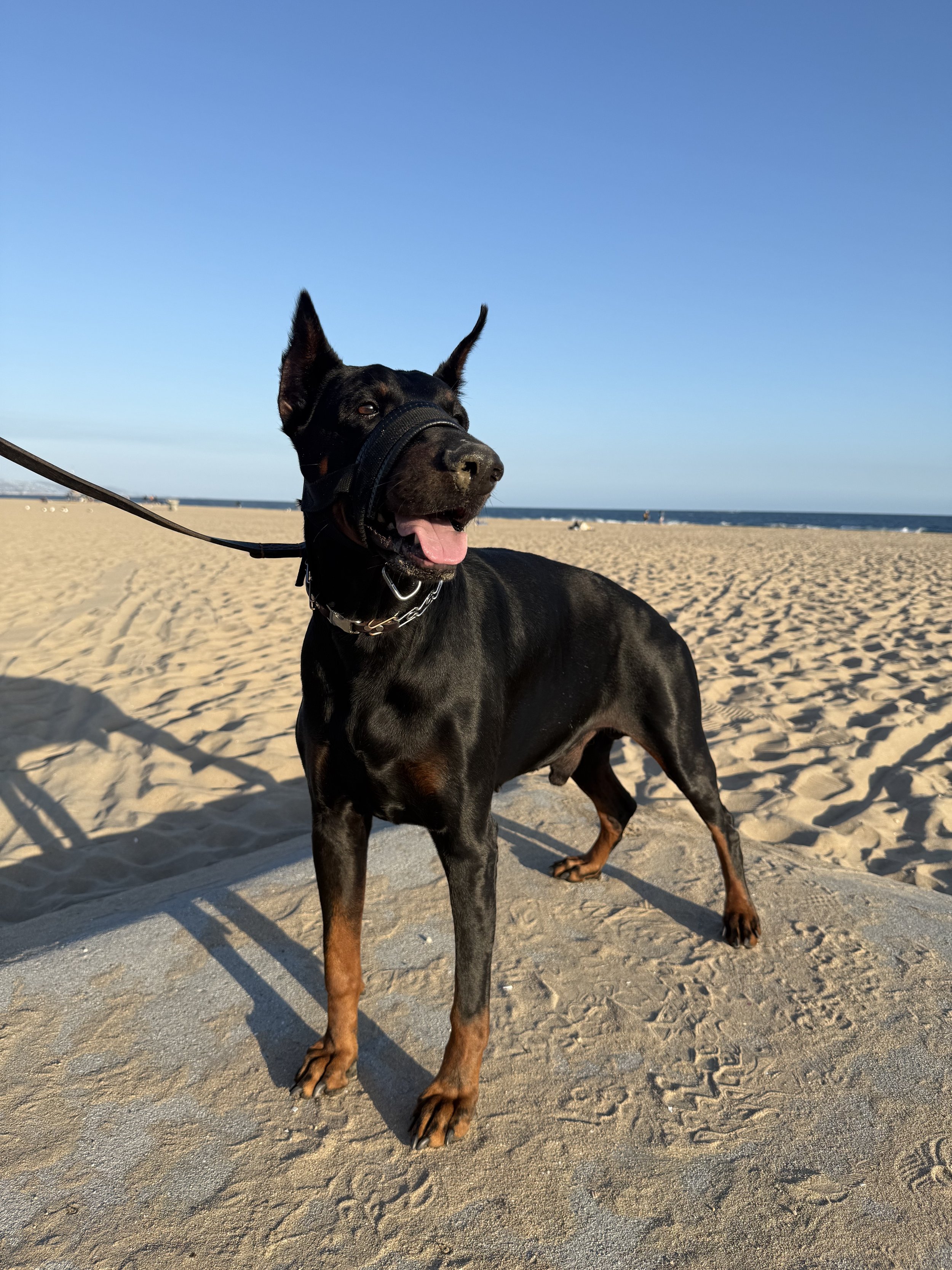 A black and tan Doberman dog on a leash at the beach, standing on sand with the ocean and clear blue sky in the background.