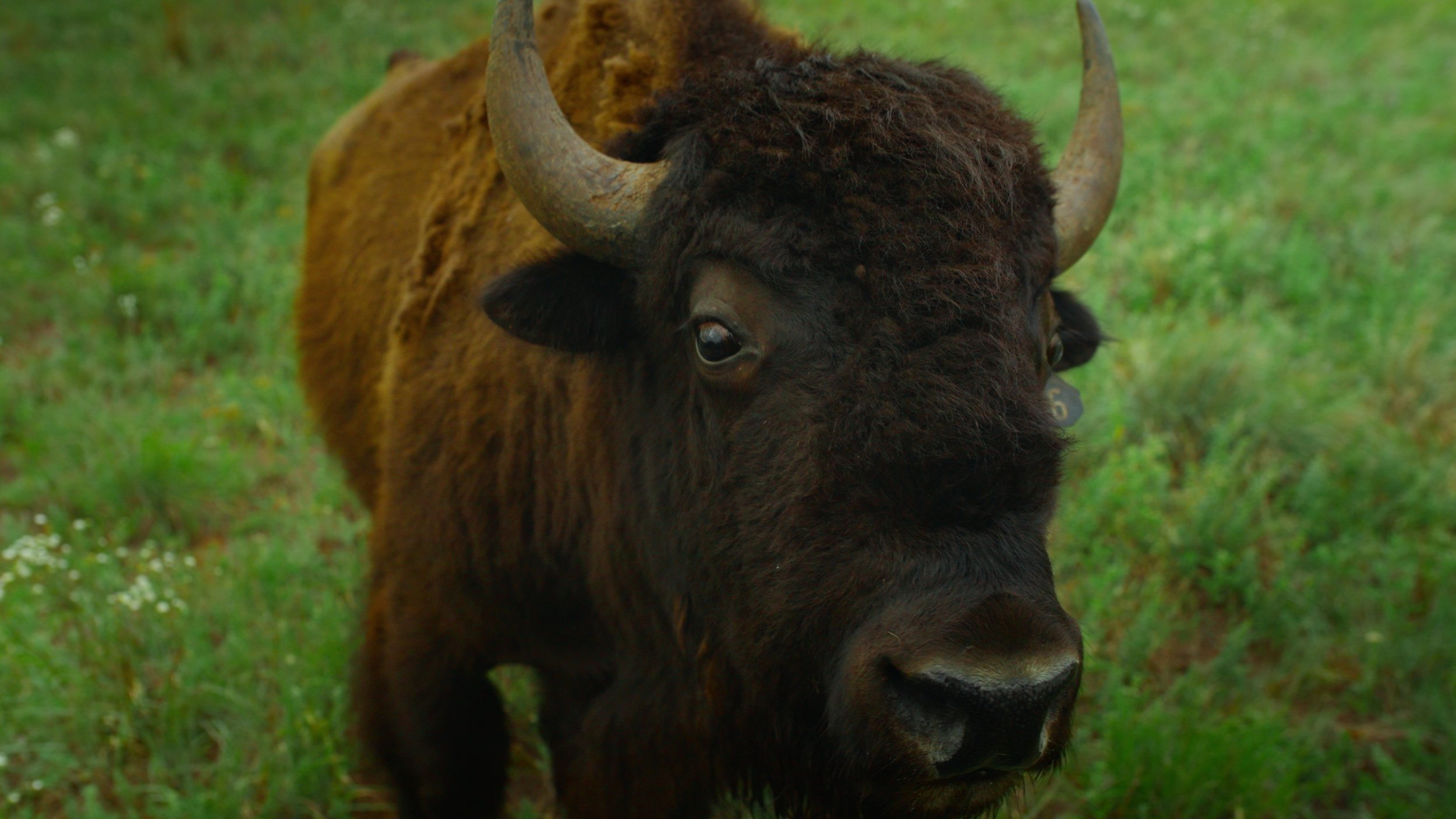Bison 2.jpg