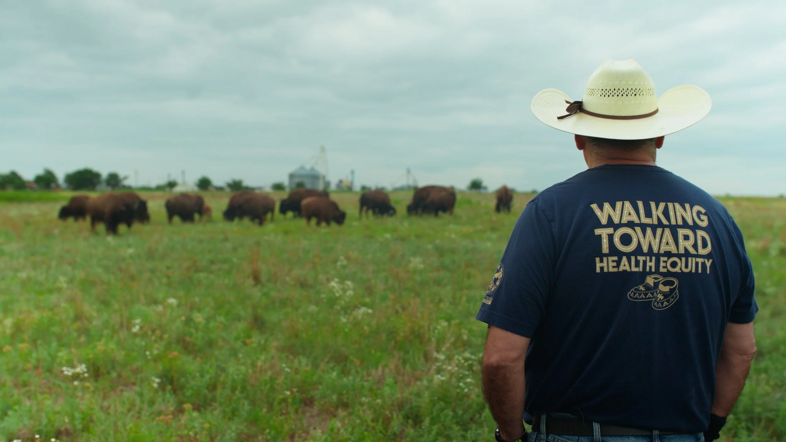 Bison 12.jpg