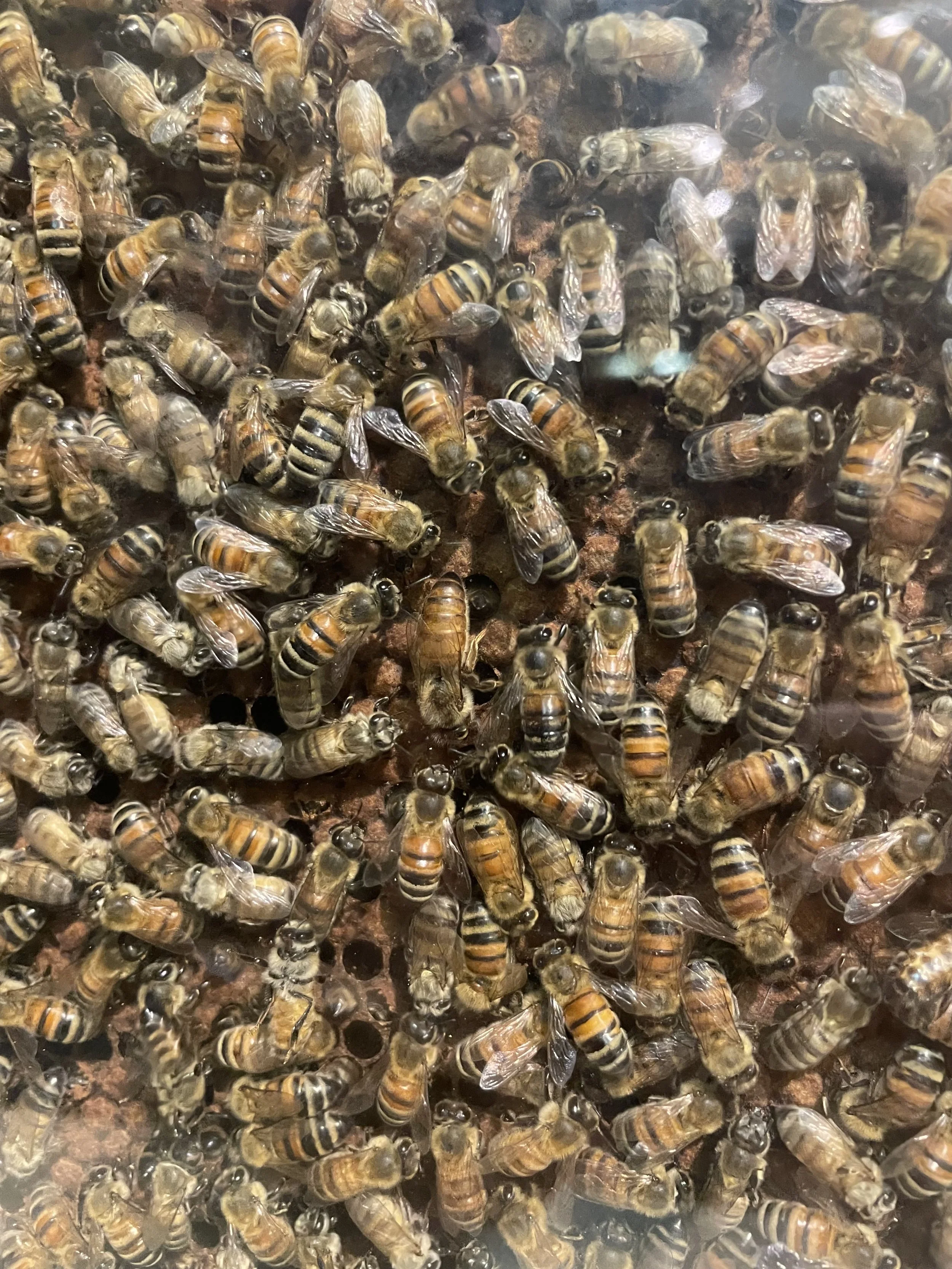 A close-up view of a swarm of honey bees on a surface.