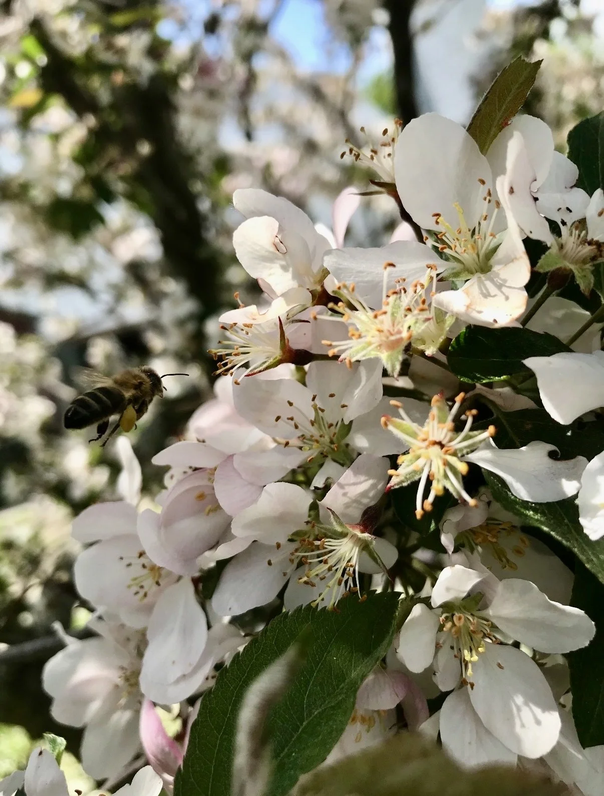 A bee flying near white blossoms on a tree, with green leaves and blurred background.
