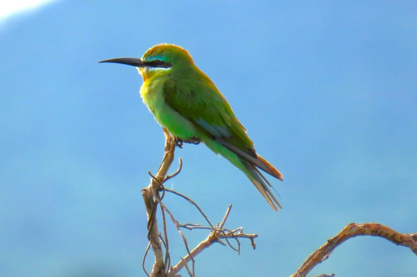 Blue-cheeked Bee-eater