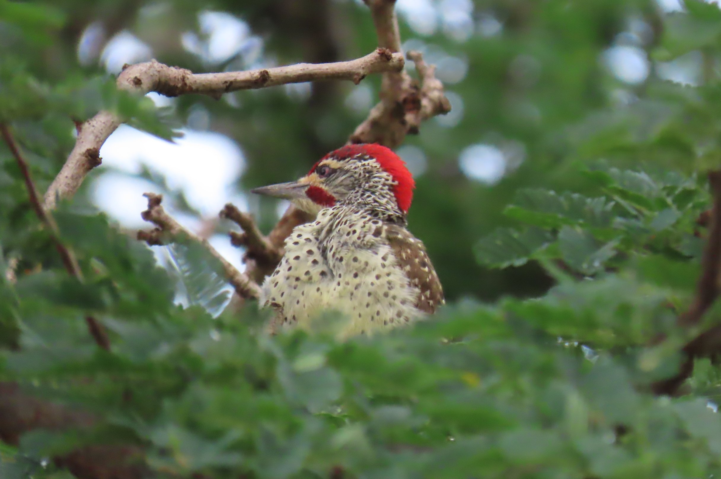 Nubian Woodpecker