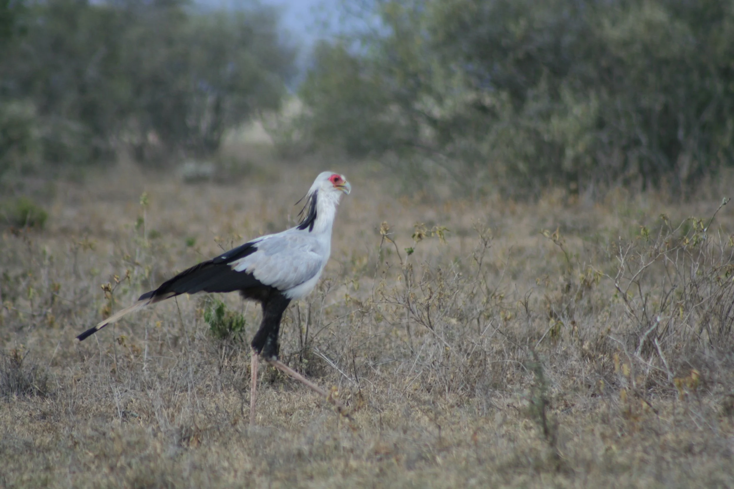 Secretary Bird