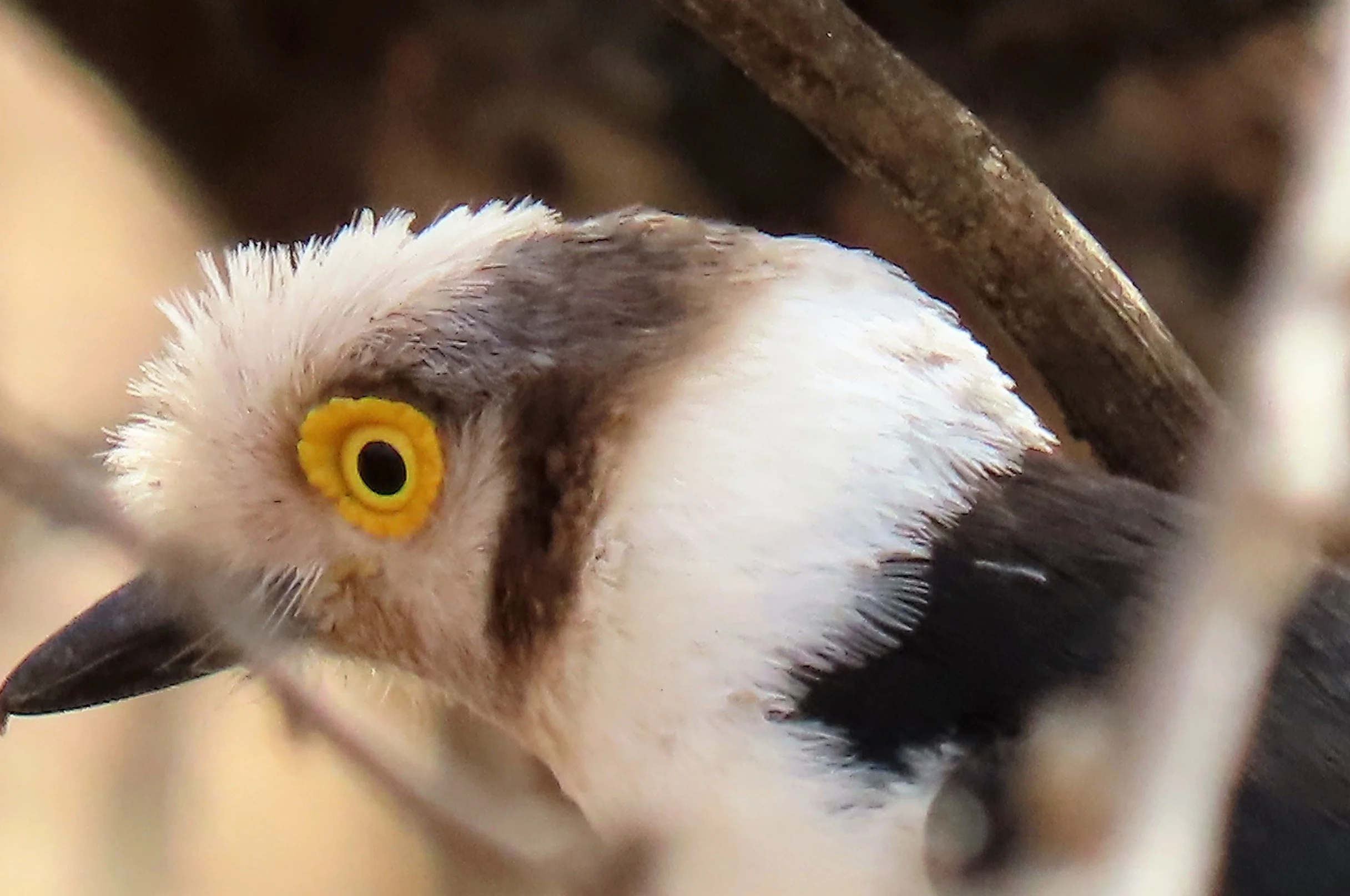 White-crested Helmut Shrike