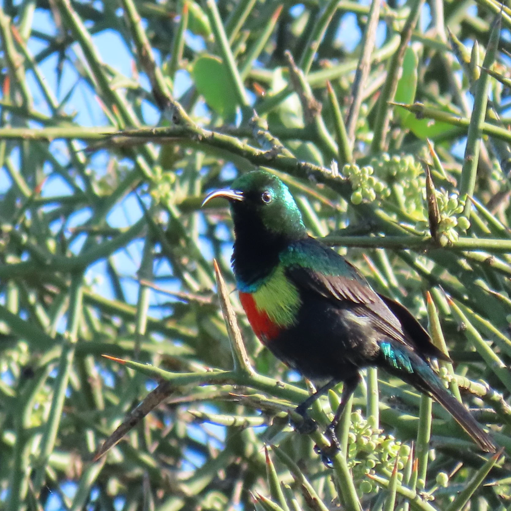 Beautiful Sunbird