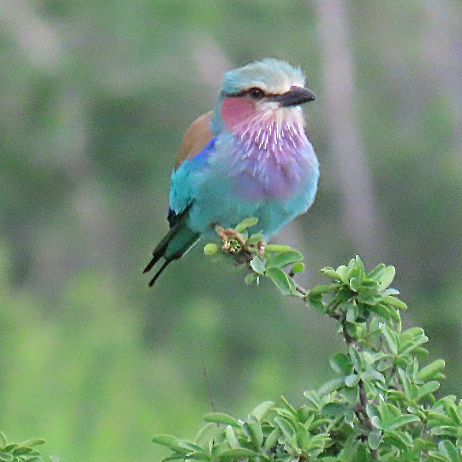 Lilac Breasted Roller