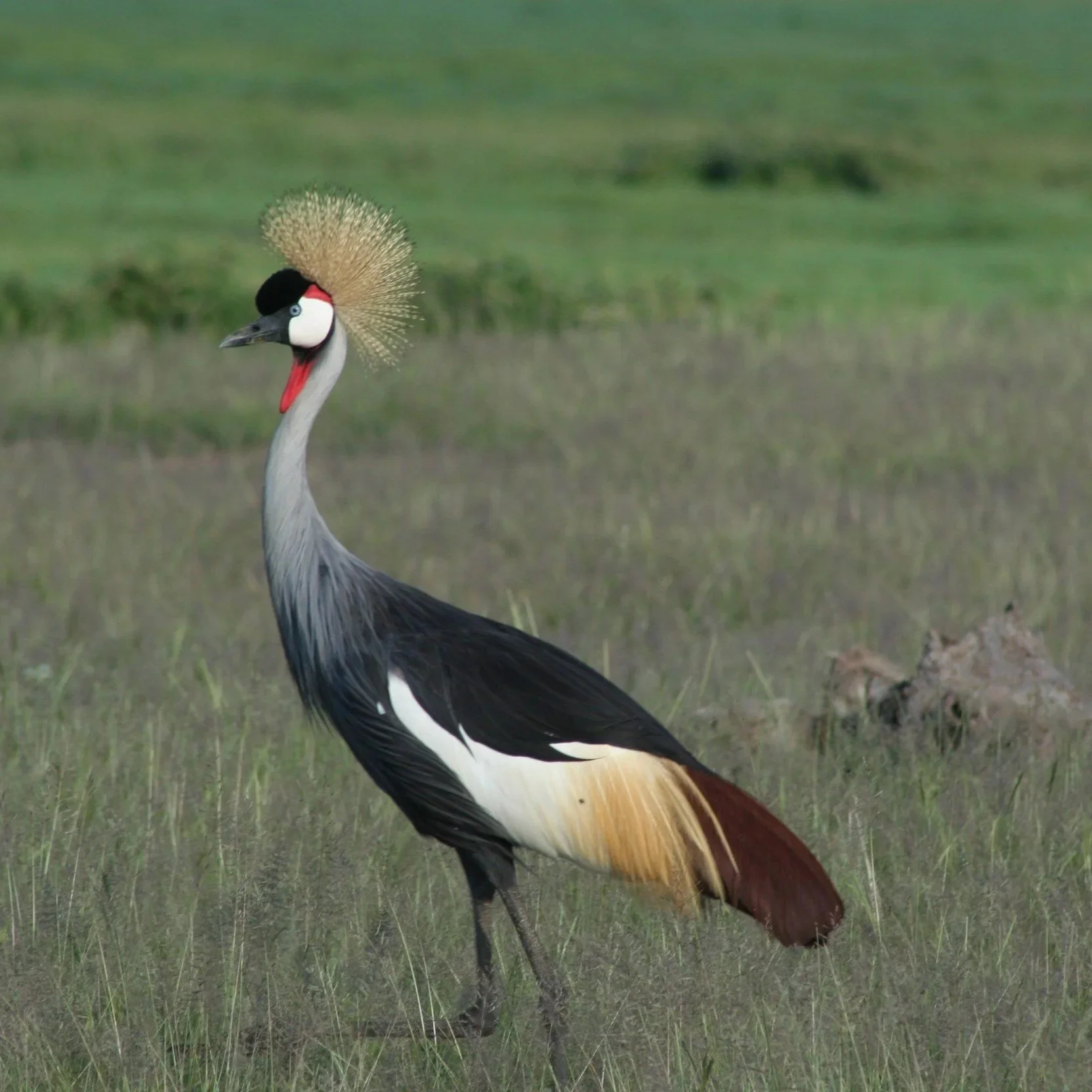 Grey-crowned Crane