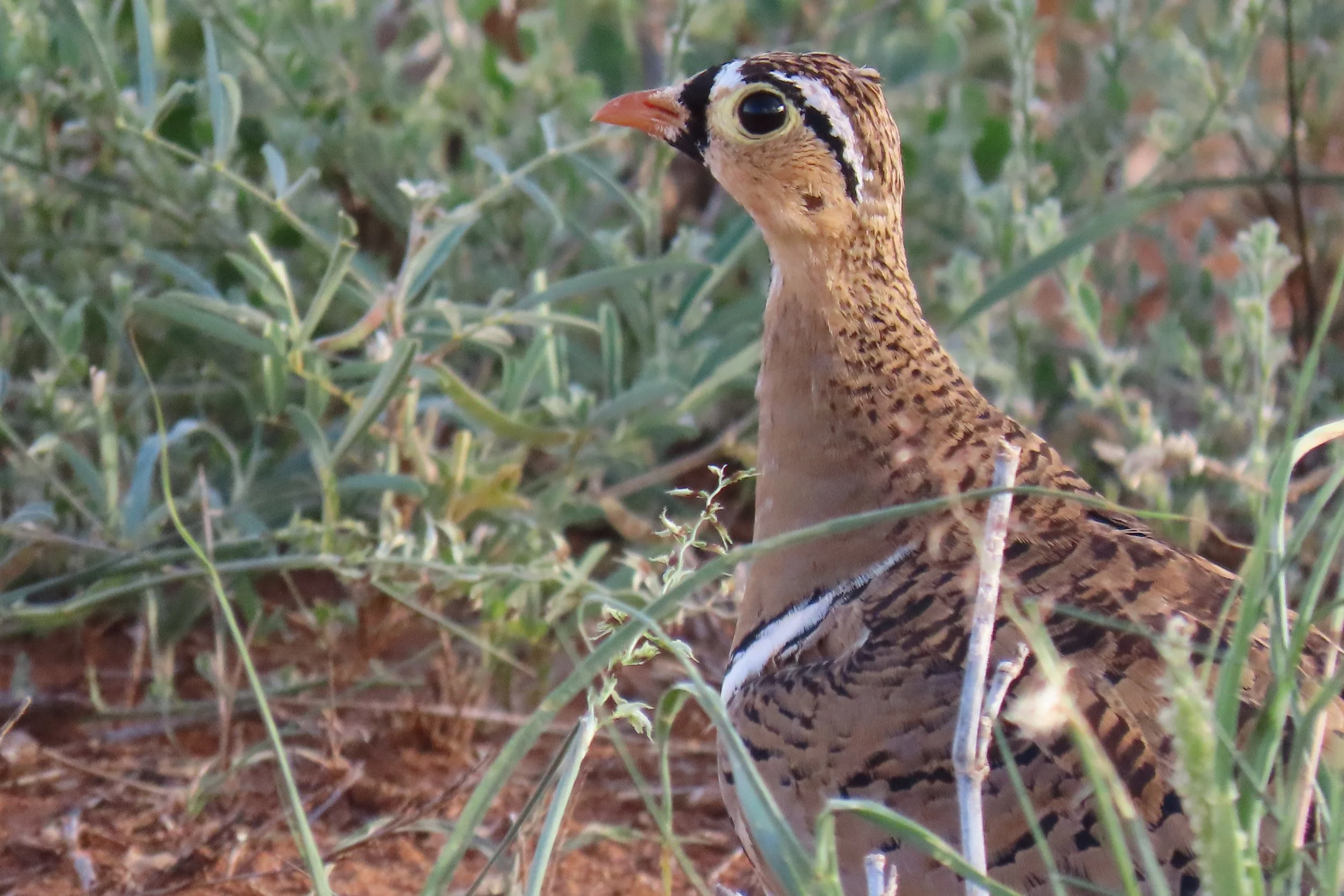 Black-faced Sandgrouse