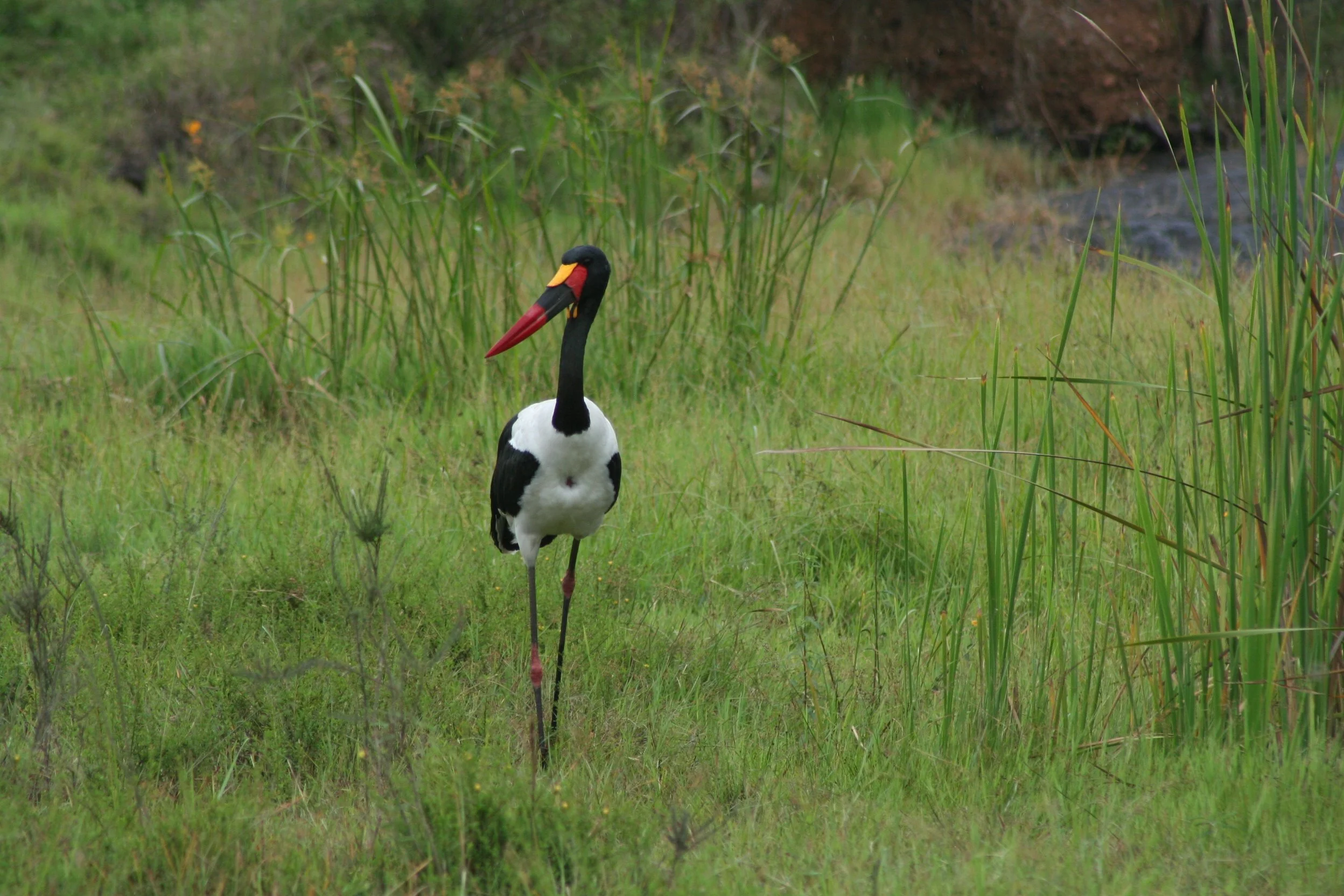 Saddle-billed Stork