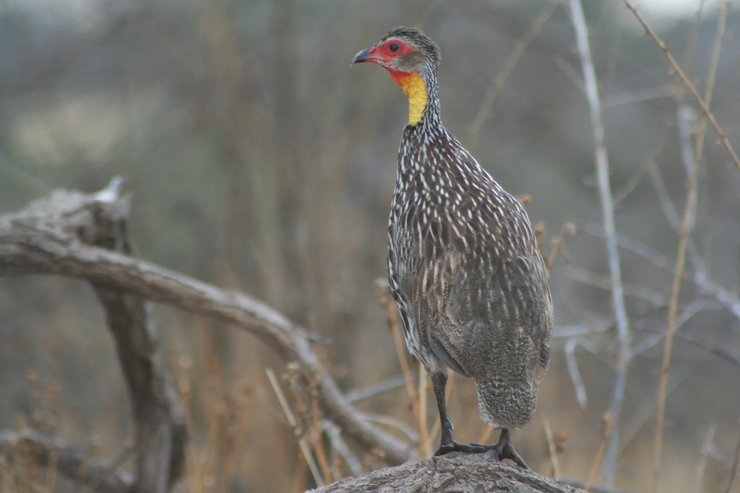 Yellow-necked Spurfowl