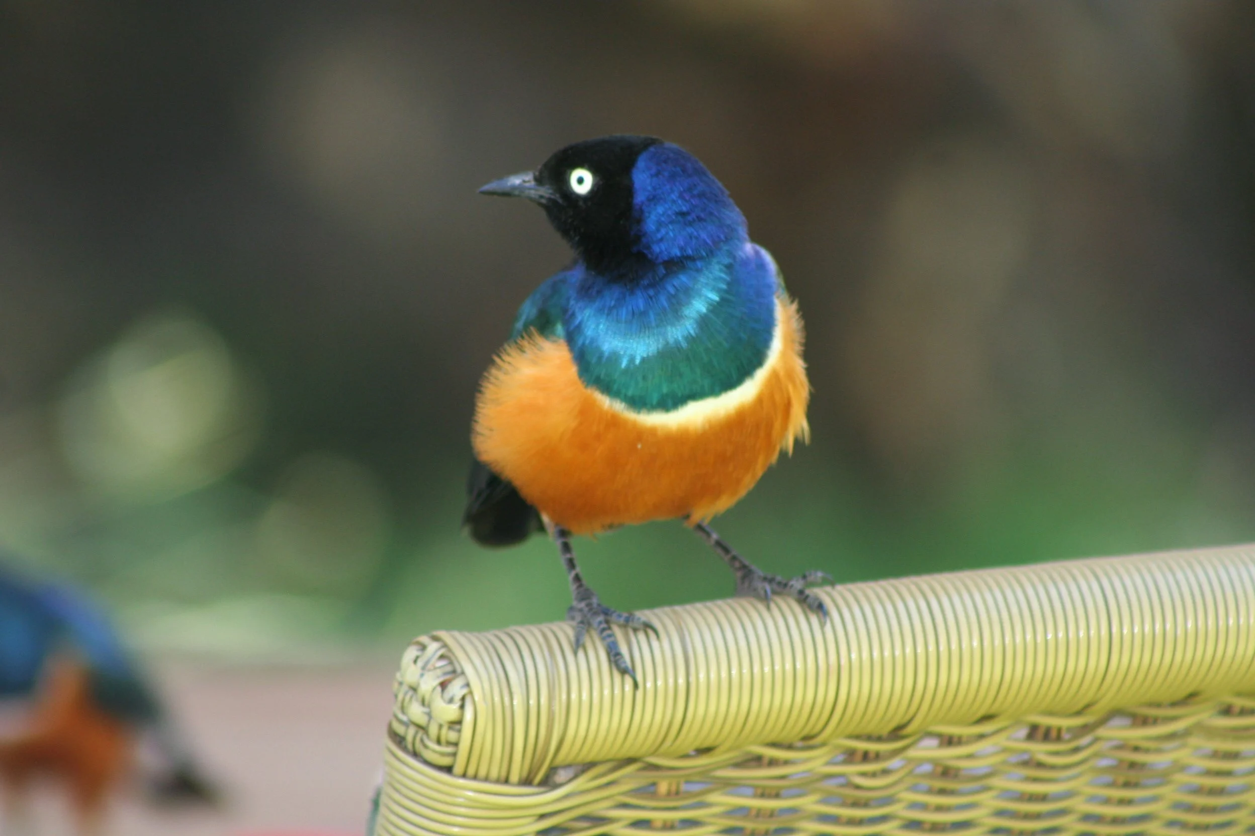 Superb Starling