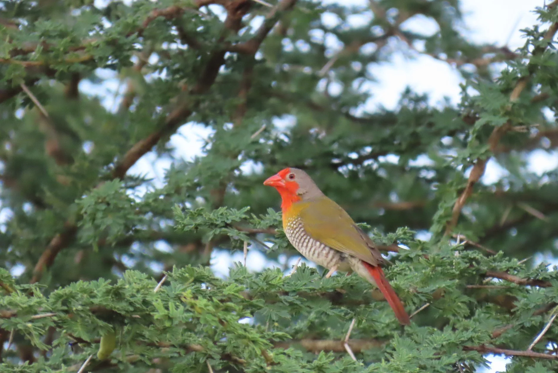 Green-winged Pytilia