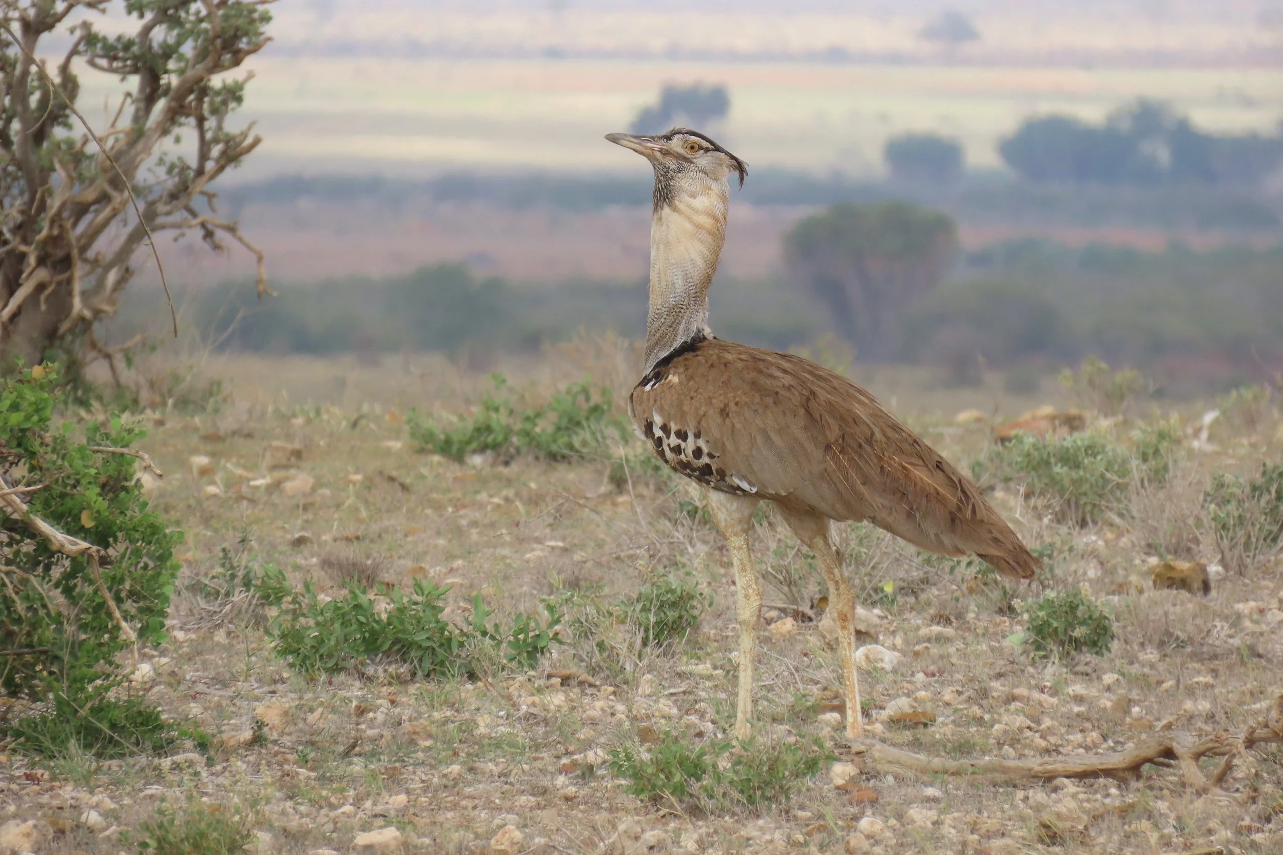 Kori Bustard