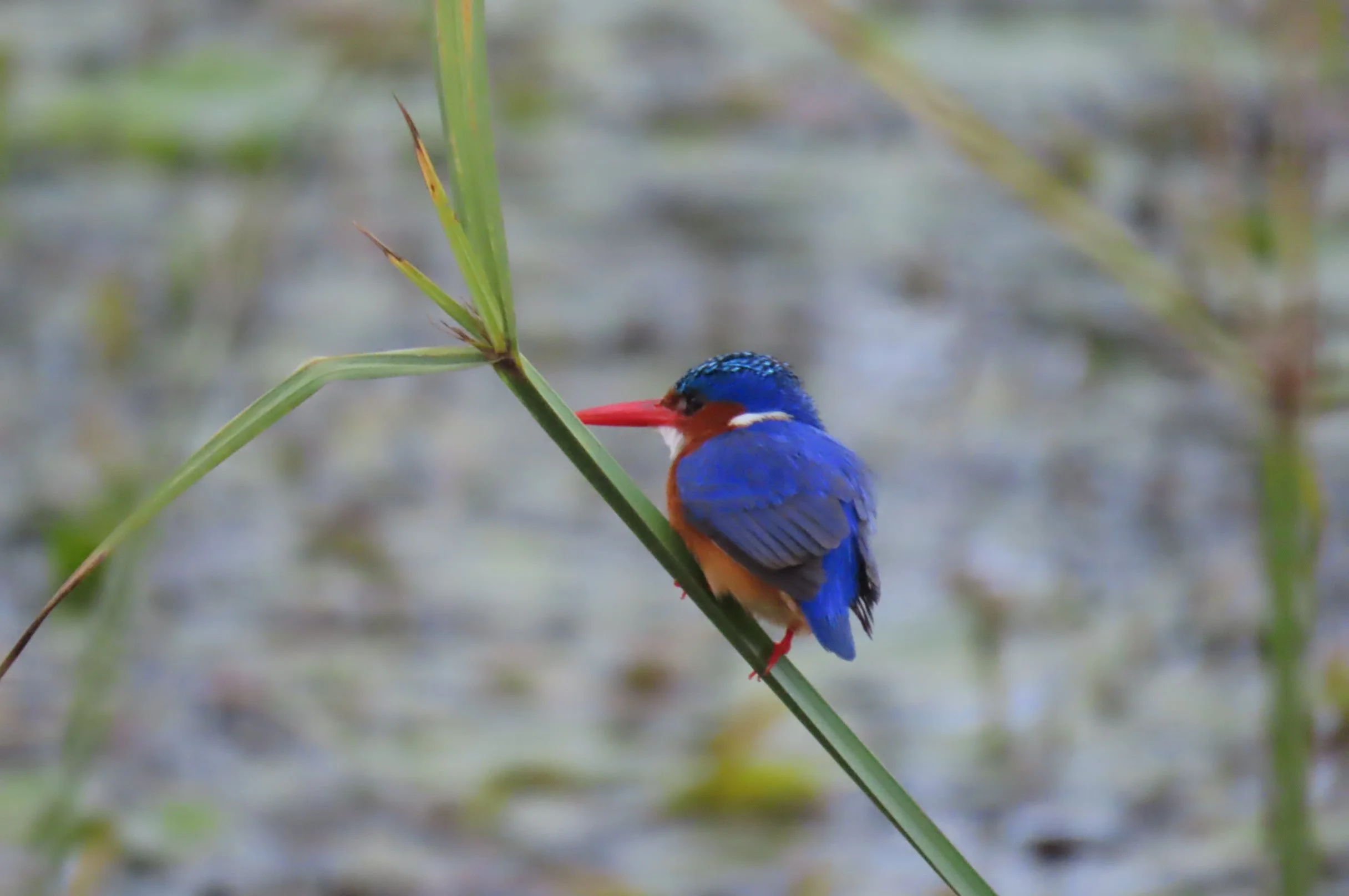 Malachite Kingfisher