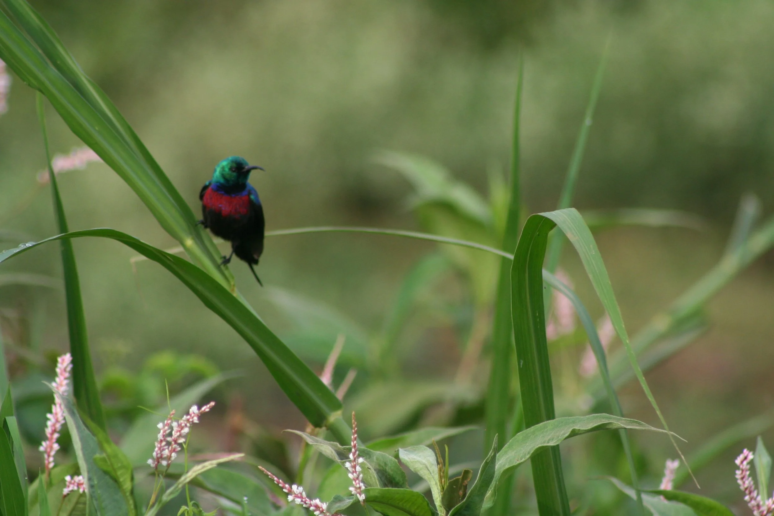 Red-chested Sunbird