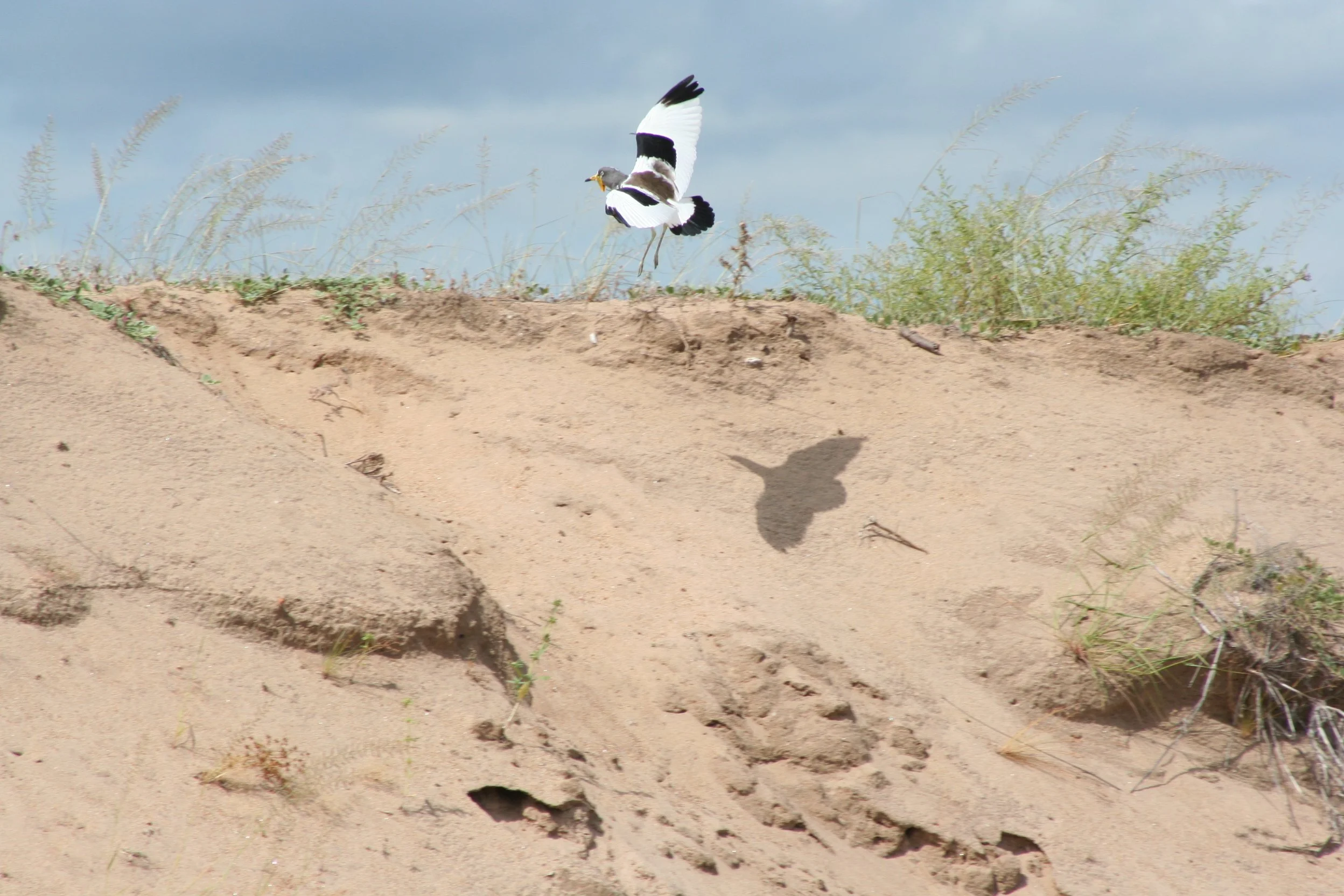 White-crowned Lapwing