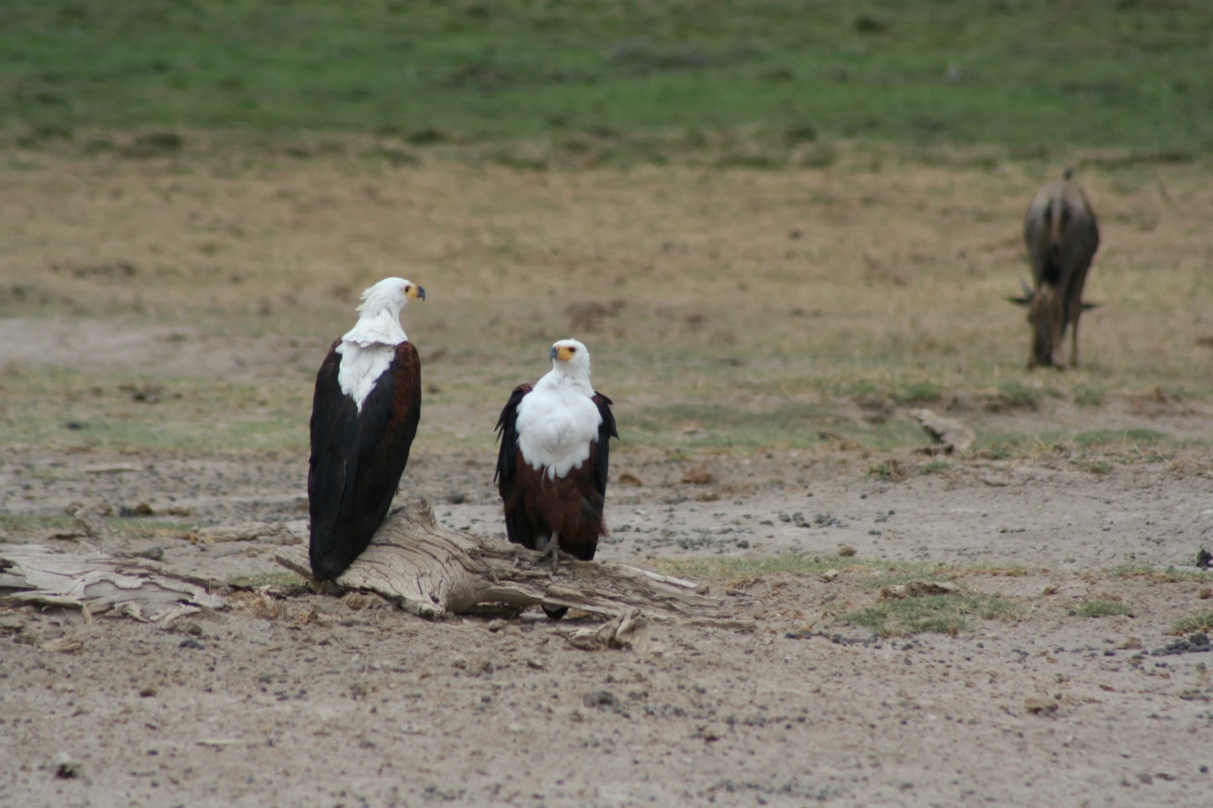 African Fish Eagle