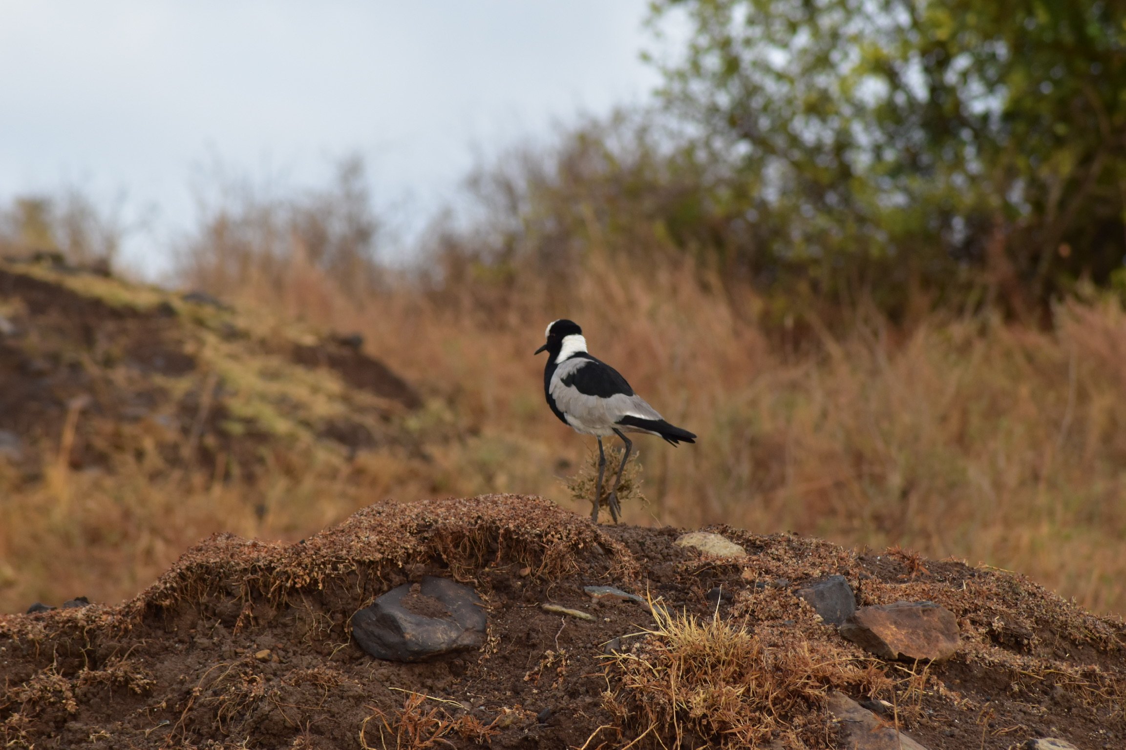 Blacksmith Plover