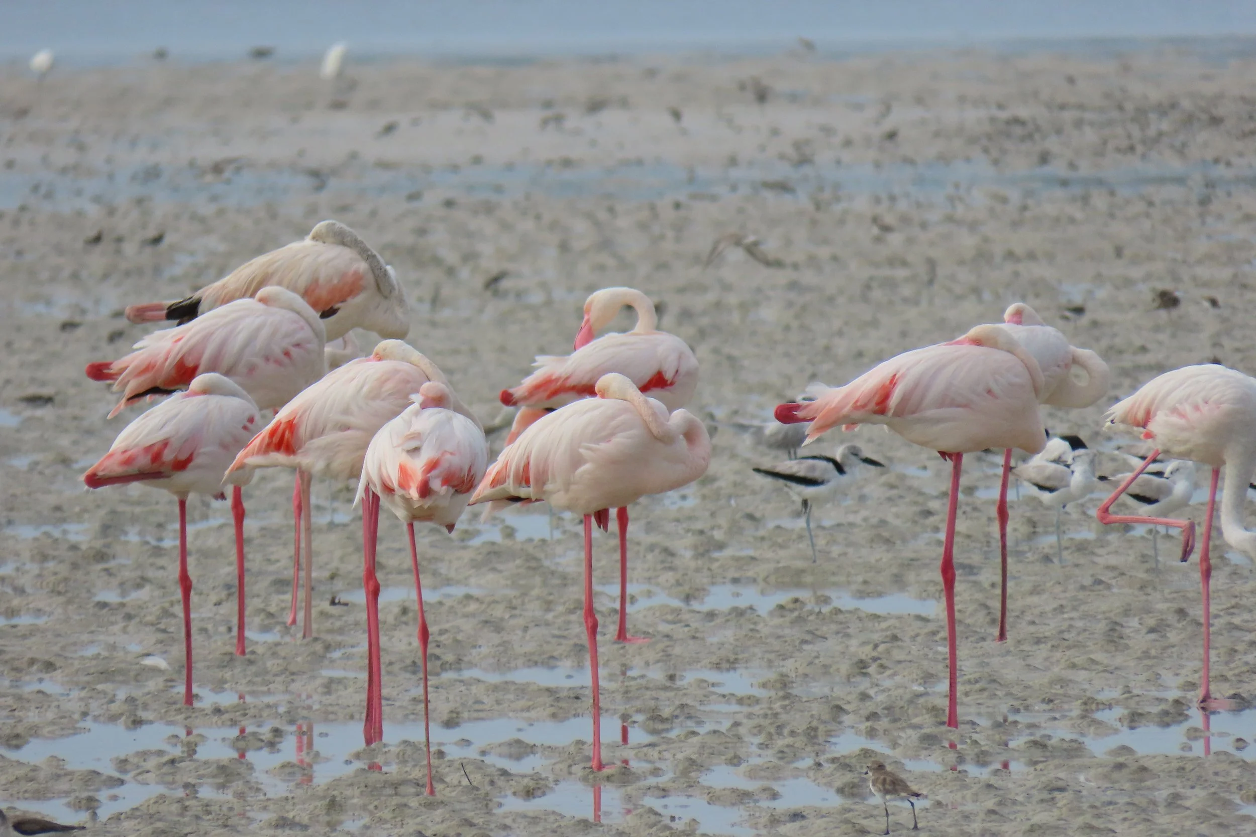 Greater Flamingo