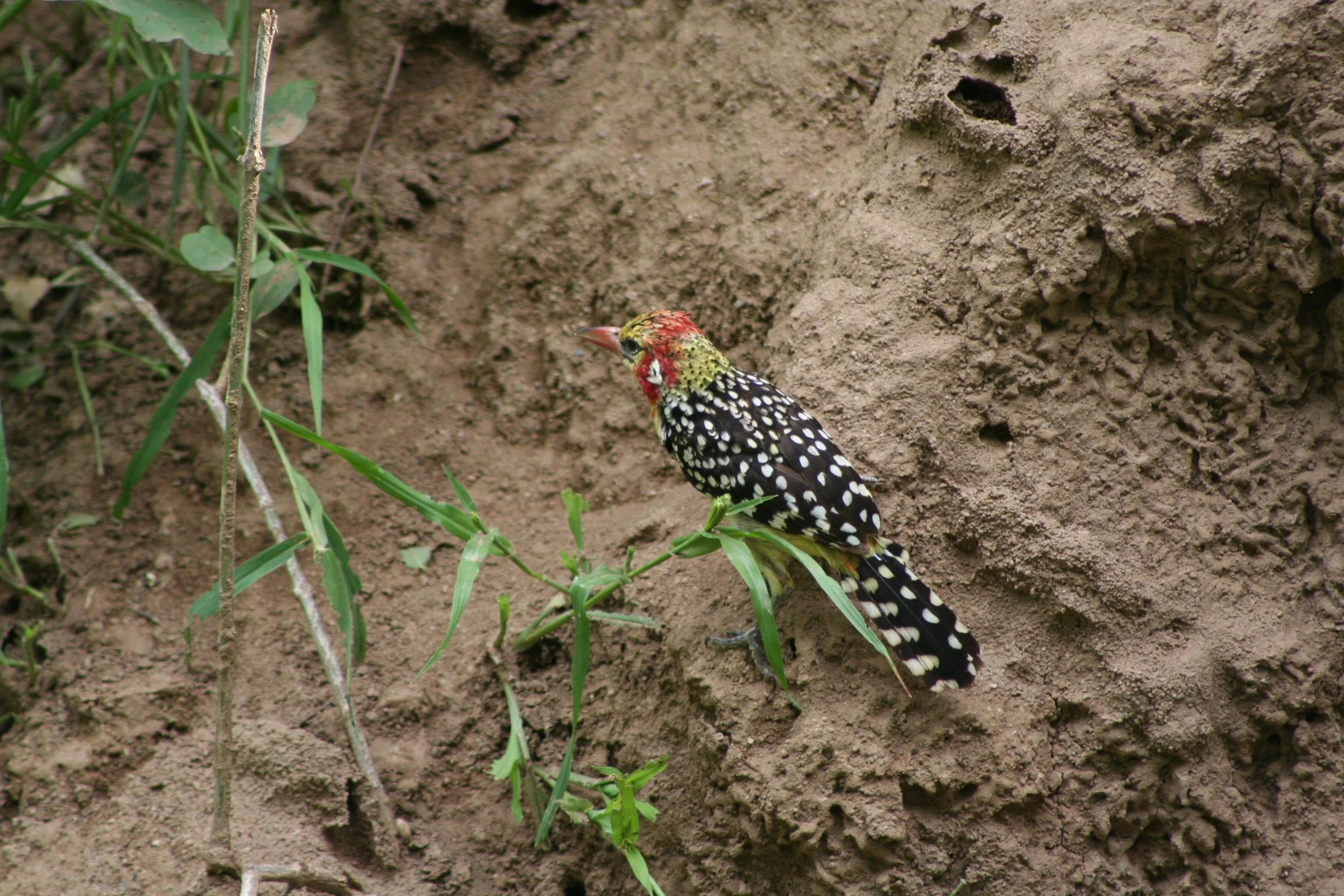 Red and Yellow Barbet