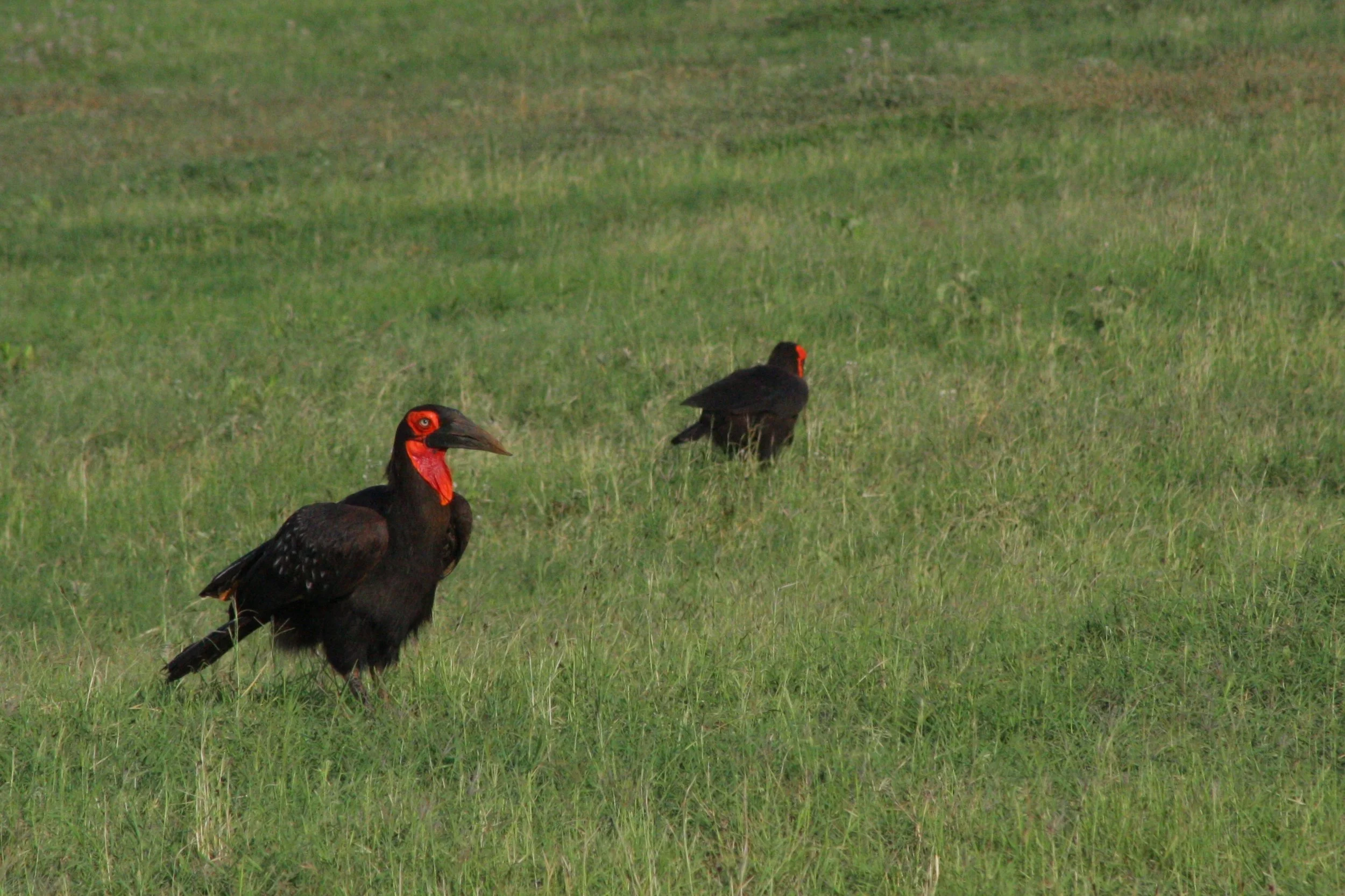 Southern Ground Hornbill