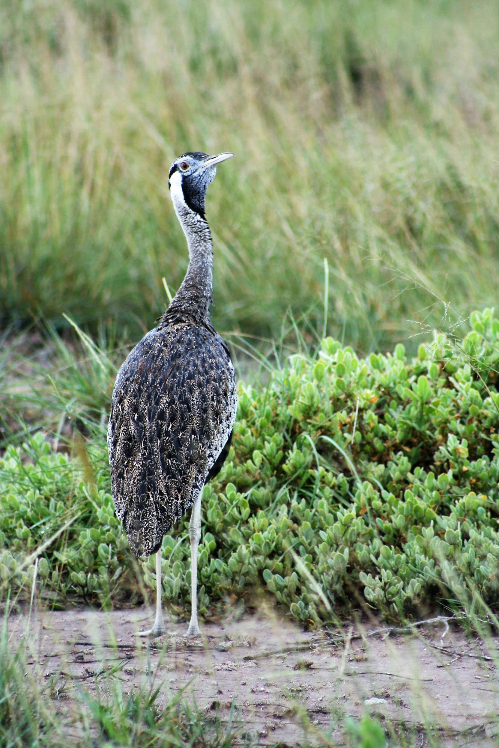 Hartlaubs Bustard