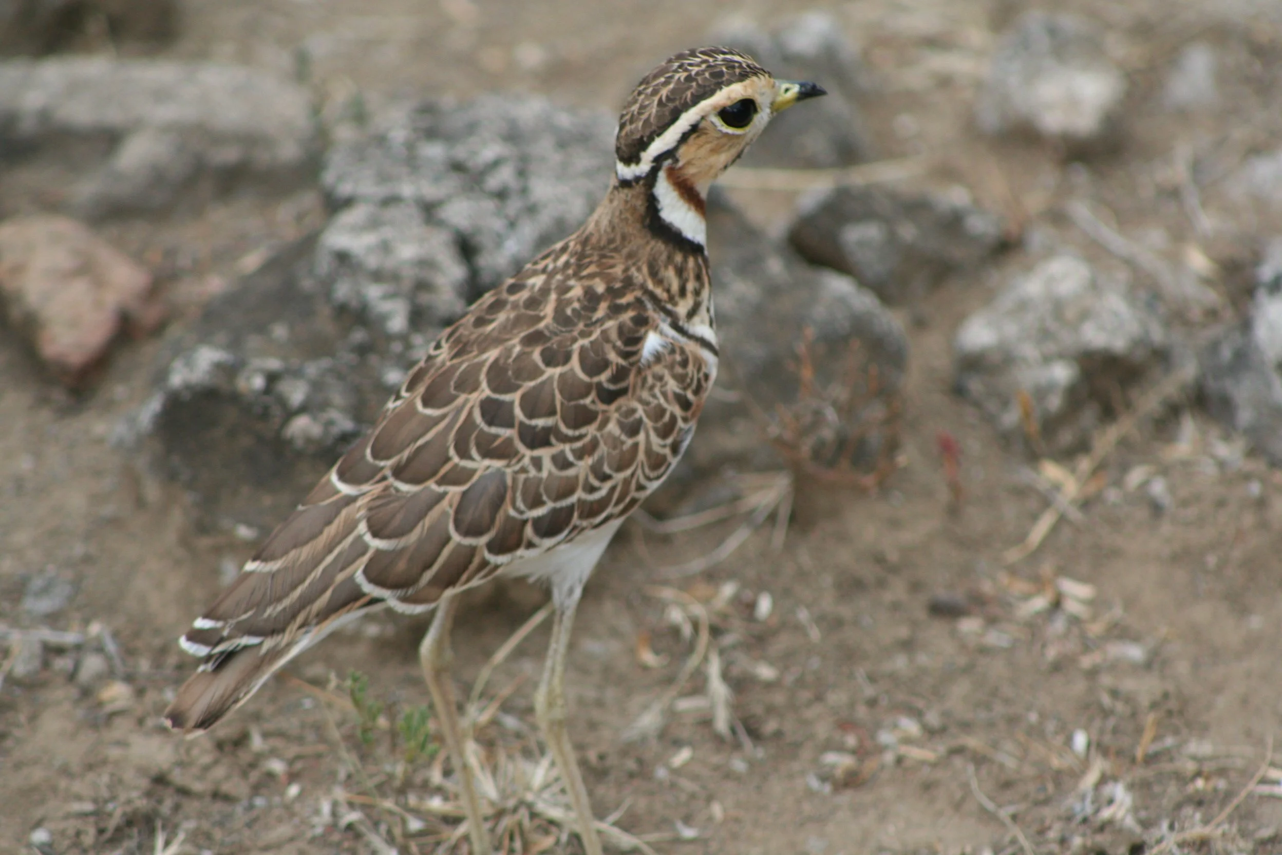 Heuglin Courser
