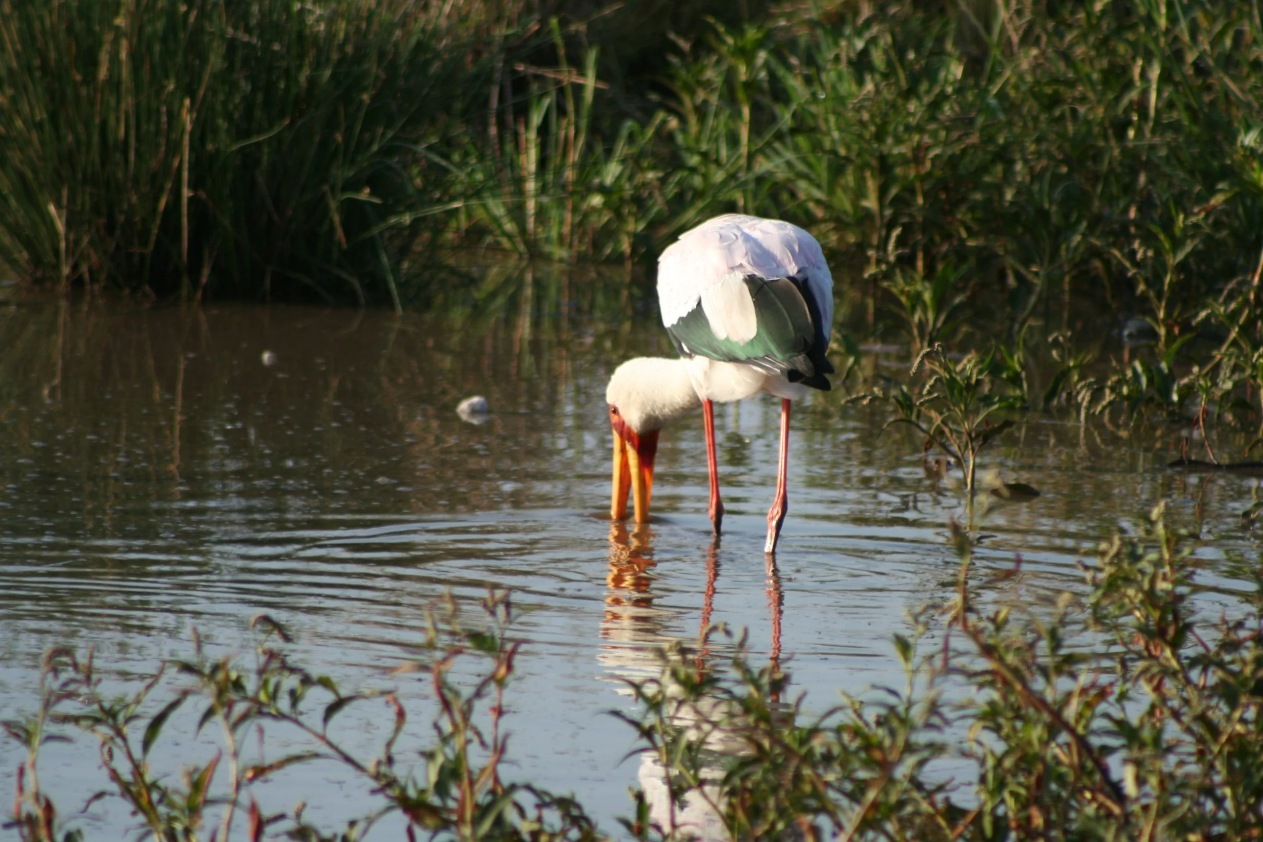 Yellow Billed Stork