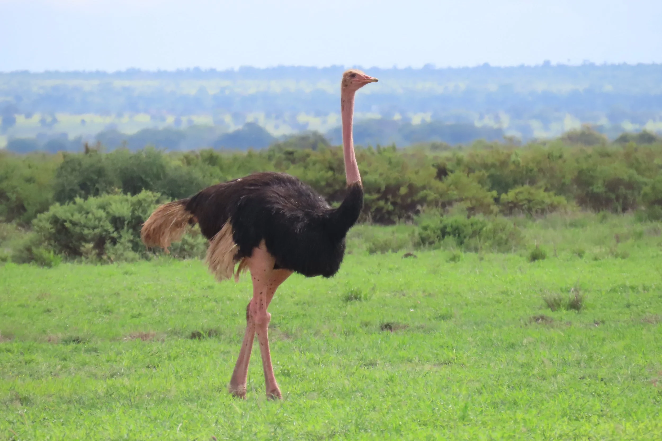 Common Ostrich