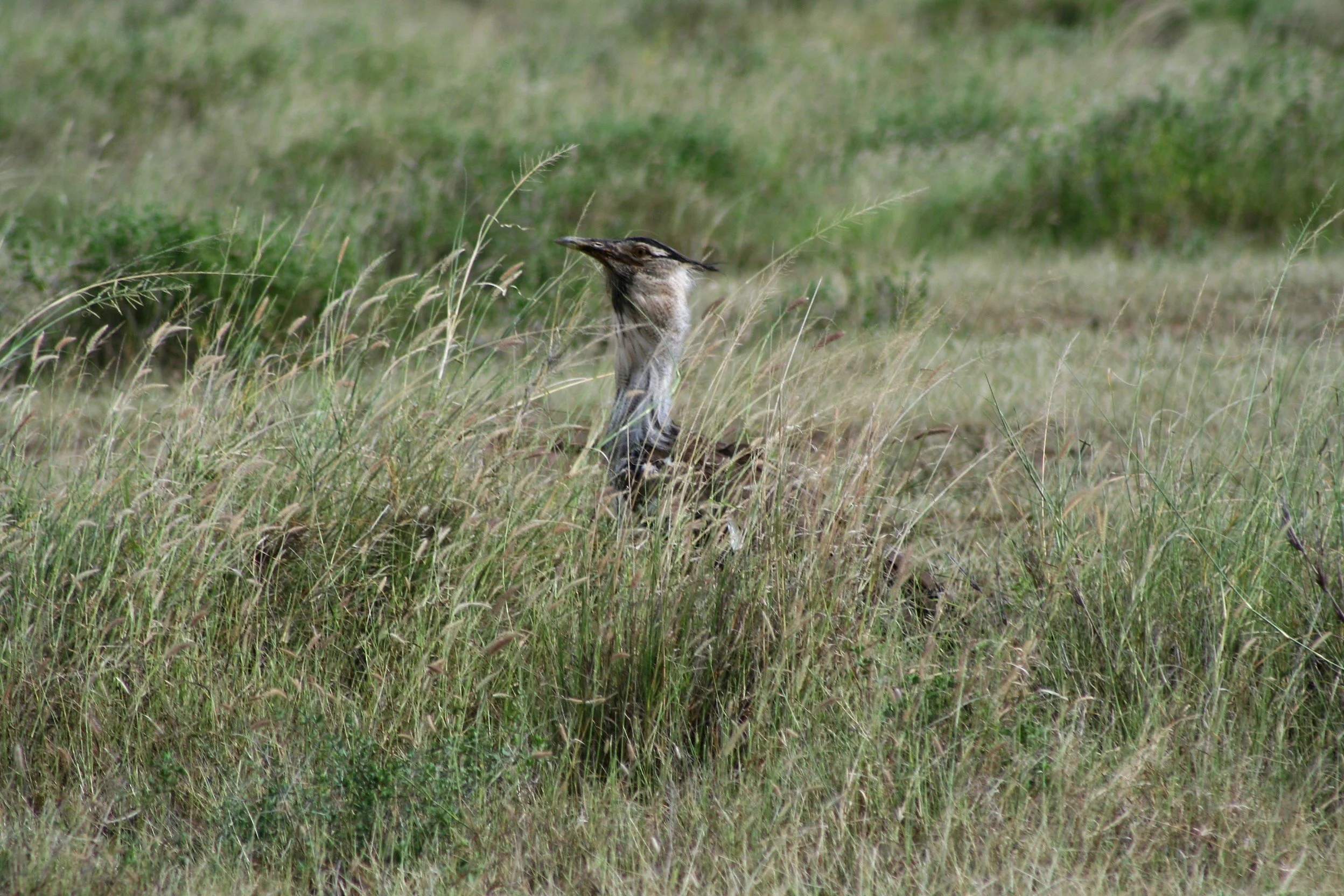 Kori Bustard