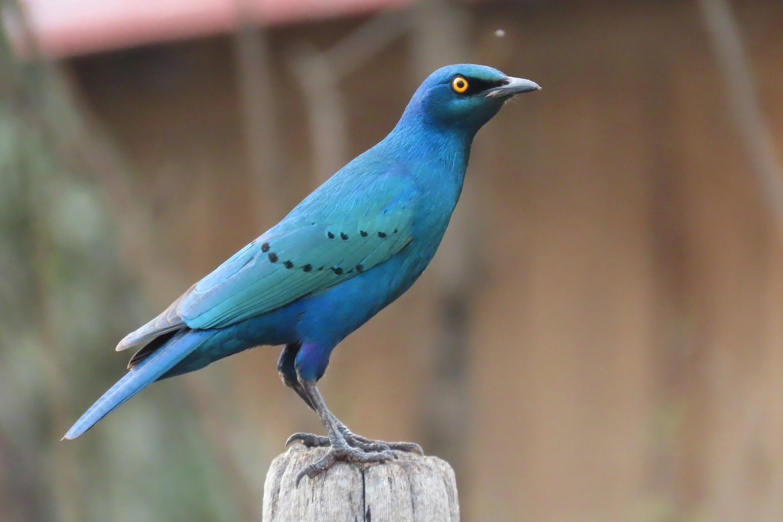 Greater Blue-Eared Starling