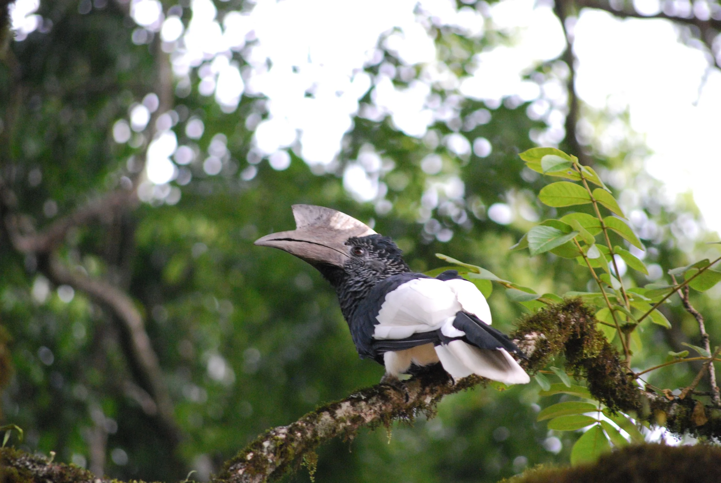 Black-and-White Casqued Hornbill