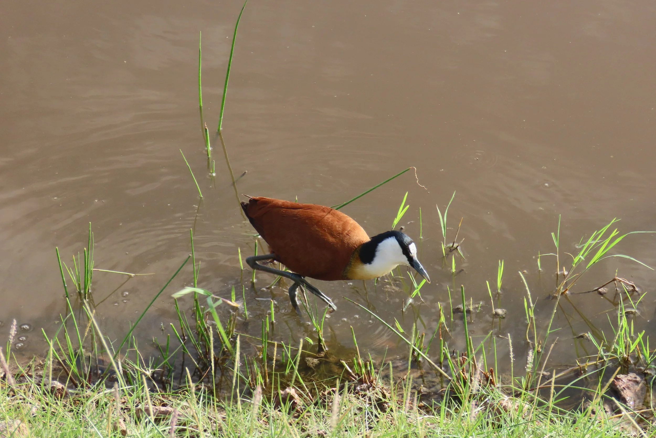 African Jacana