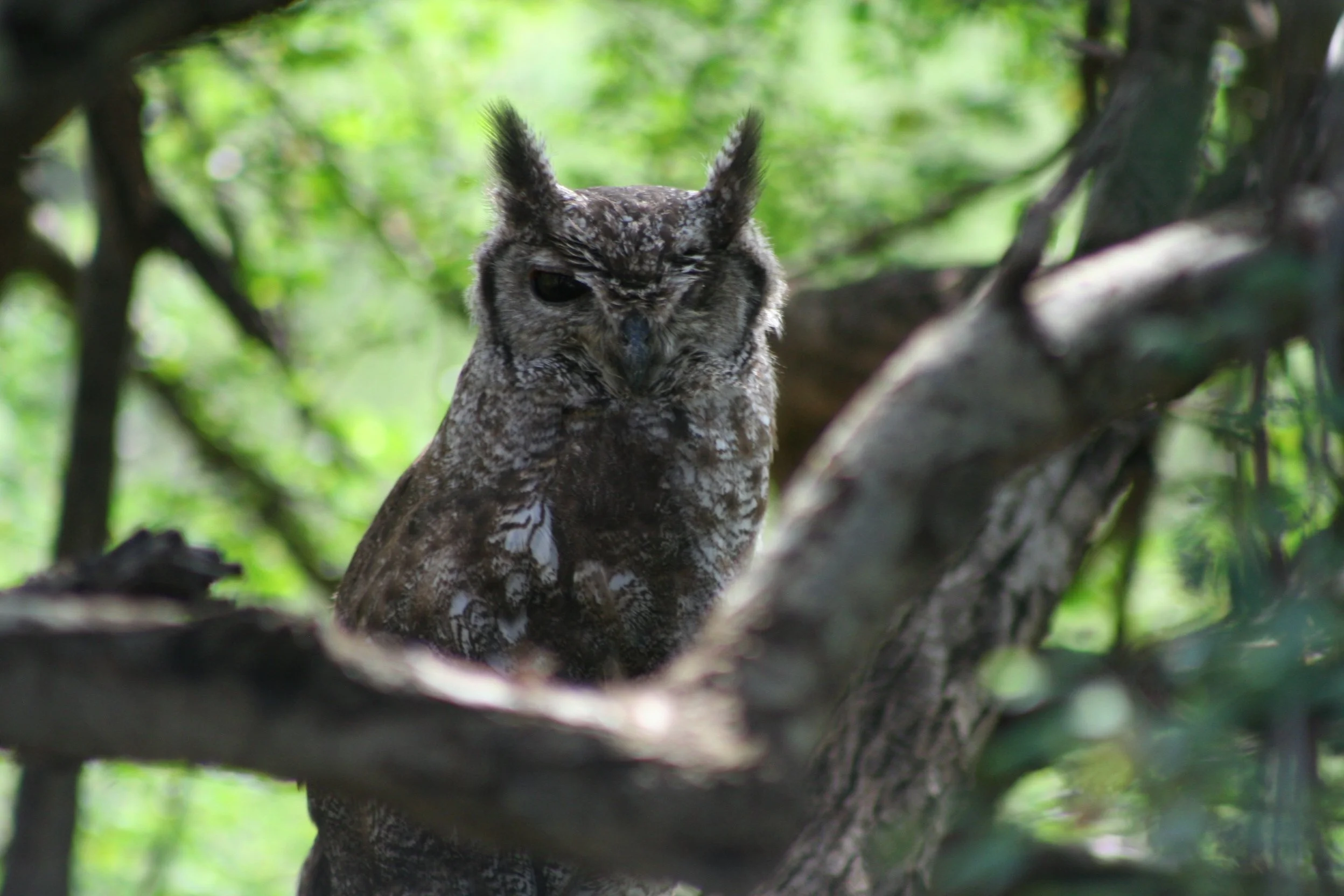 Greyish Eagle Owl