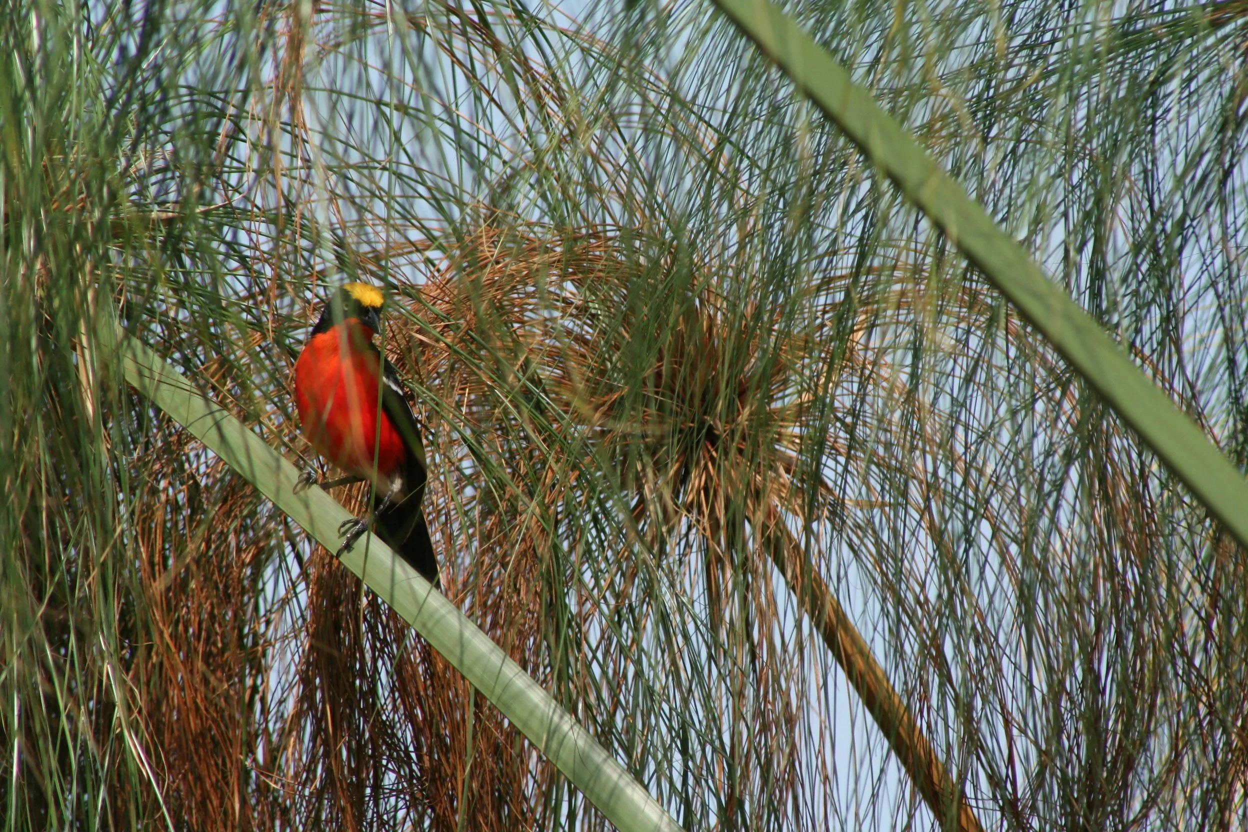 Papyrus Gonolek