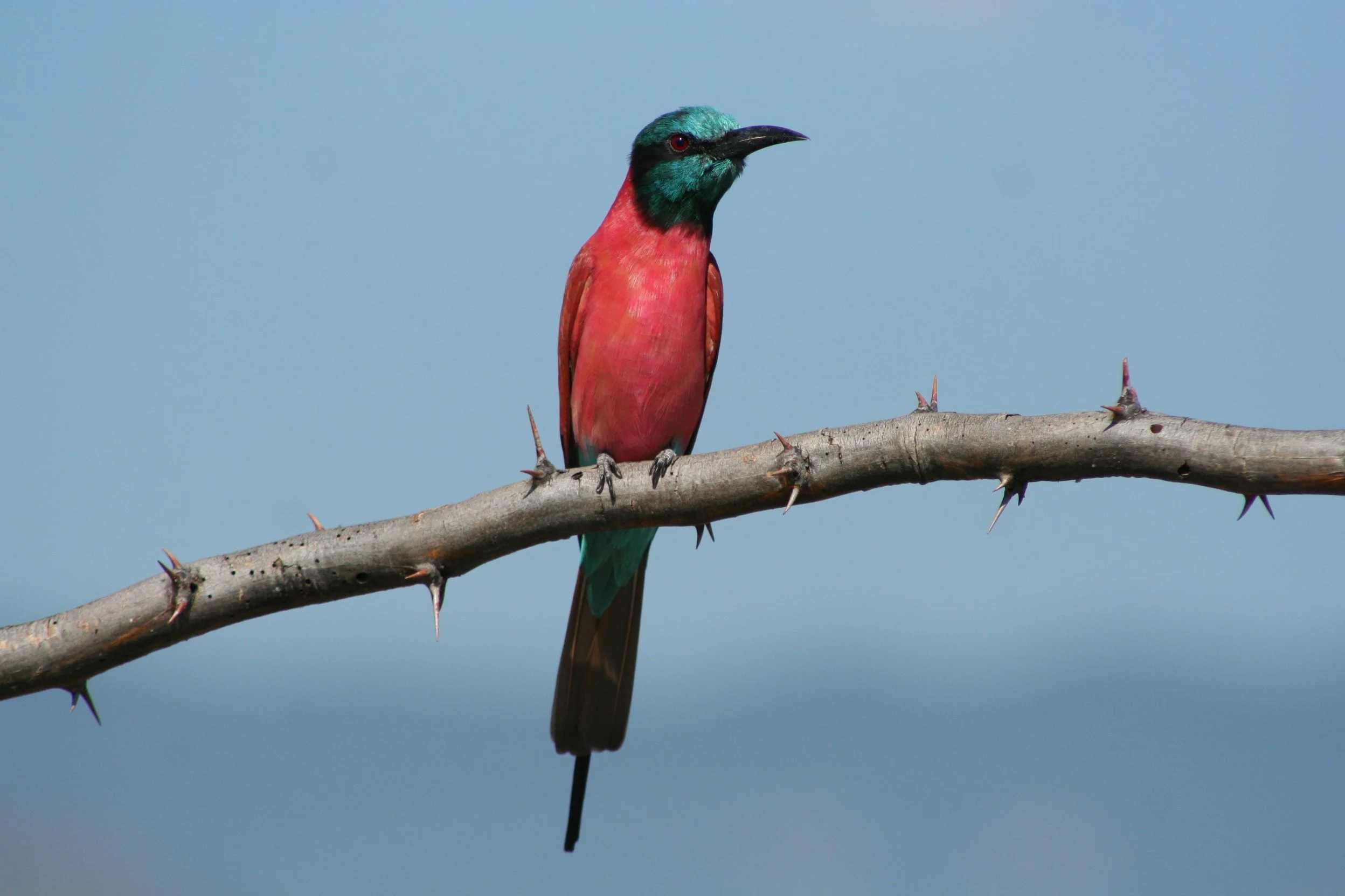 Northern Carmine Bee-eater